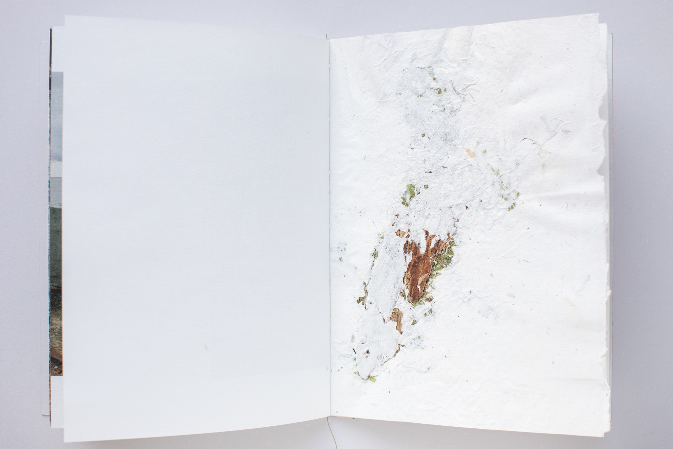 Зин «Про деревья, насекомых и людей». Natalya Madilyan