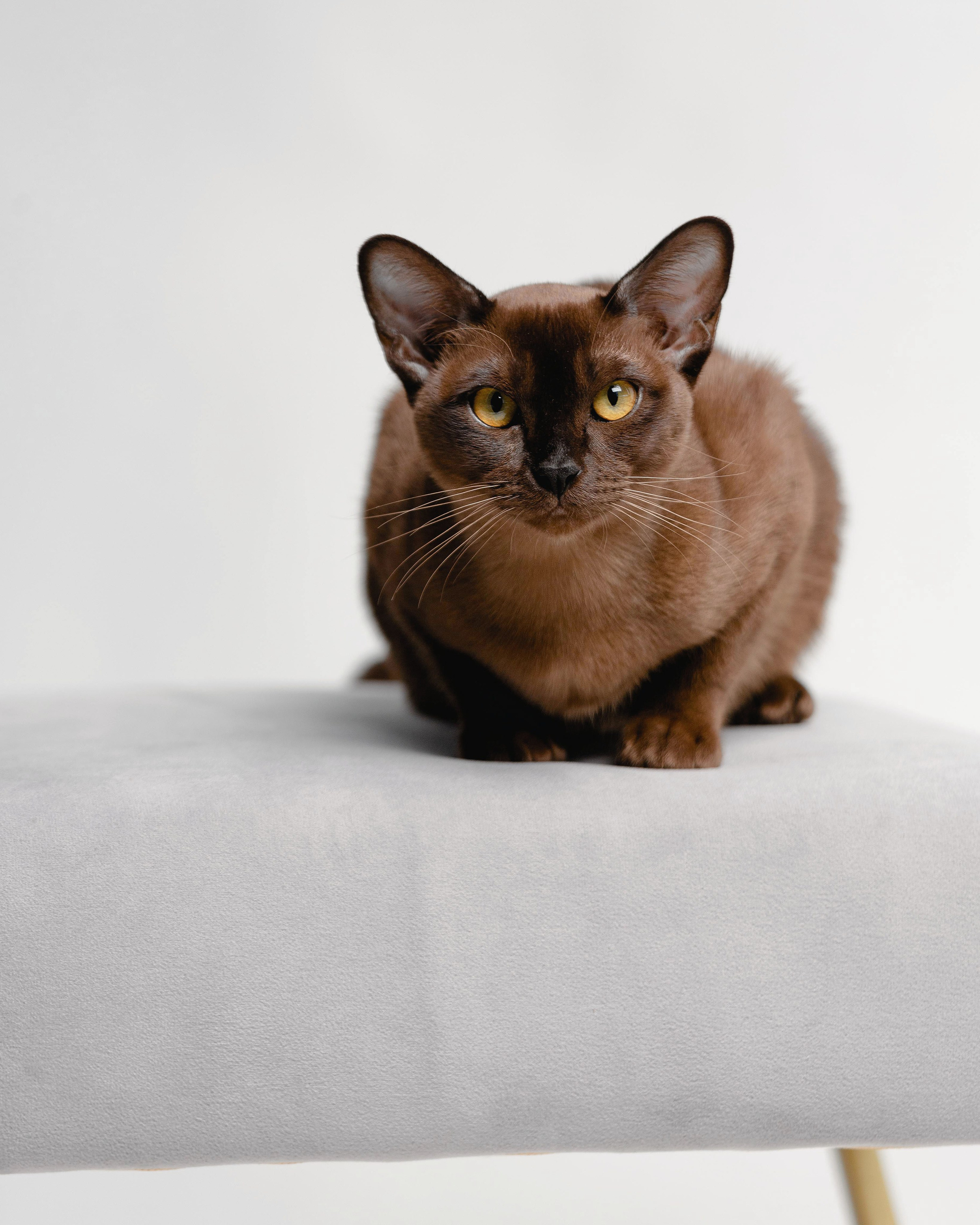 Фотосъемка мебели для Ozon в Смоленске. Фотограф | Михаил Буш Смоленск