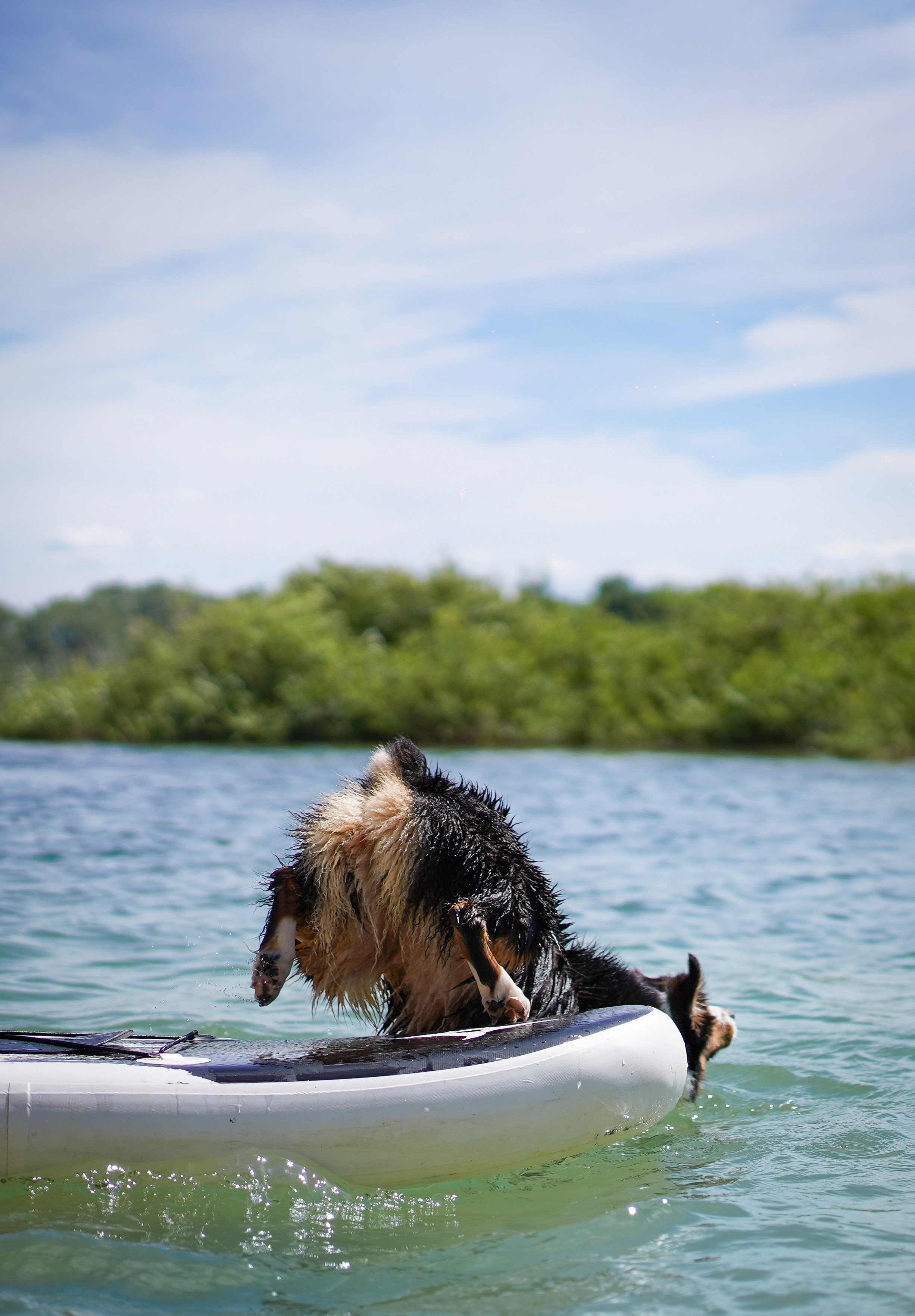 Аусси на карьерах. Фотограф-анималист в Санкт-Петербурге Яна Мартынова