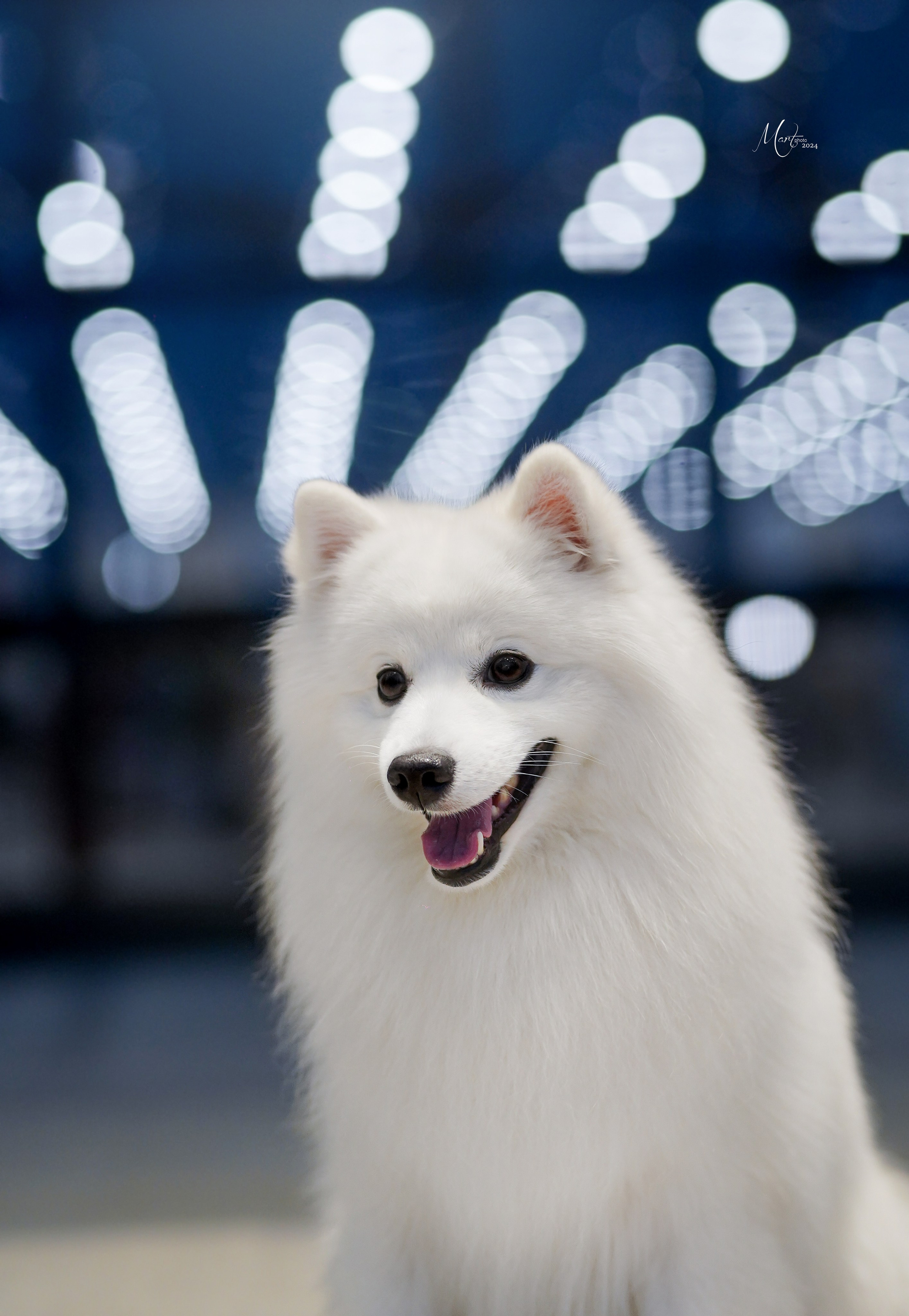 Выставки 2024. Фотограф-анималист в Санкт-Петербурге Яна Мартынова