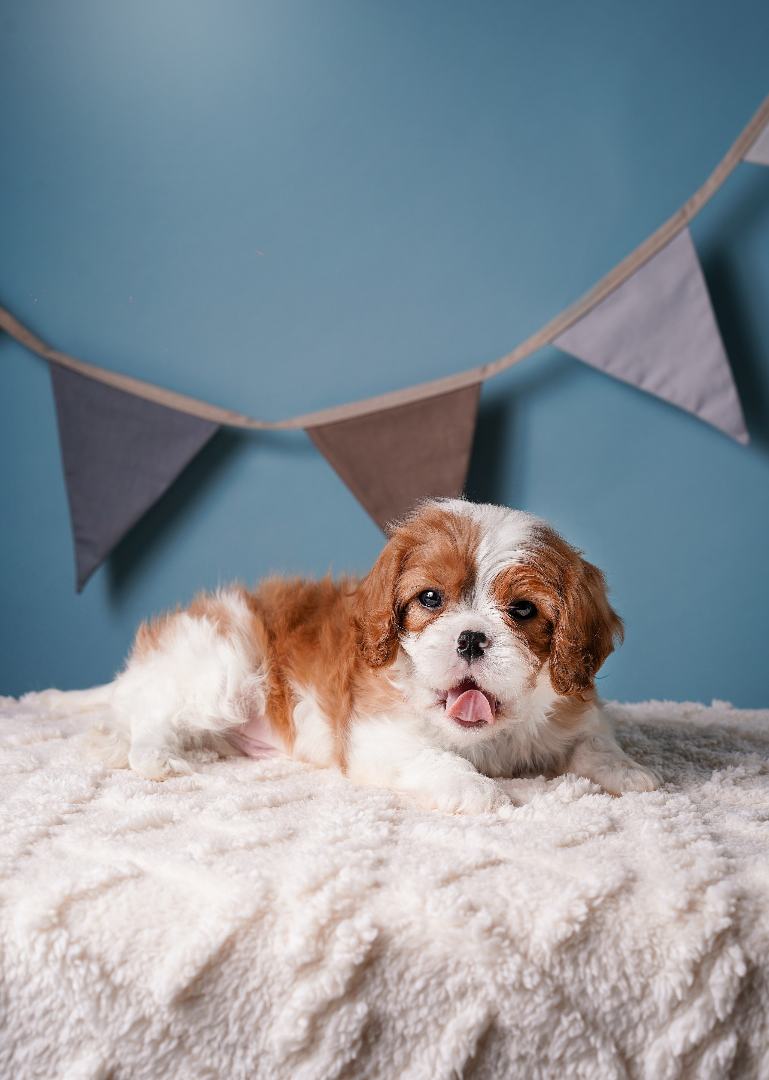 Щенки кавалера. Фотограф-анималист в Санкт-Петербурге Яна Мартынова