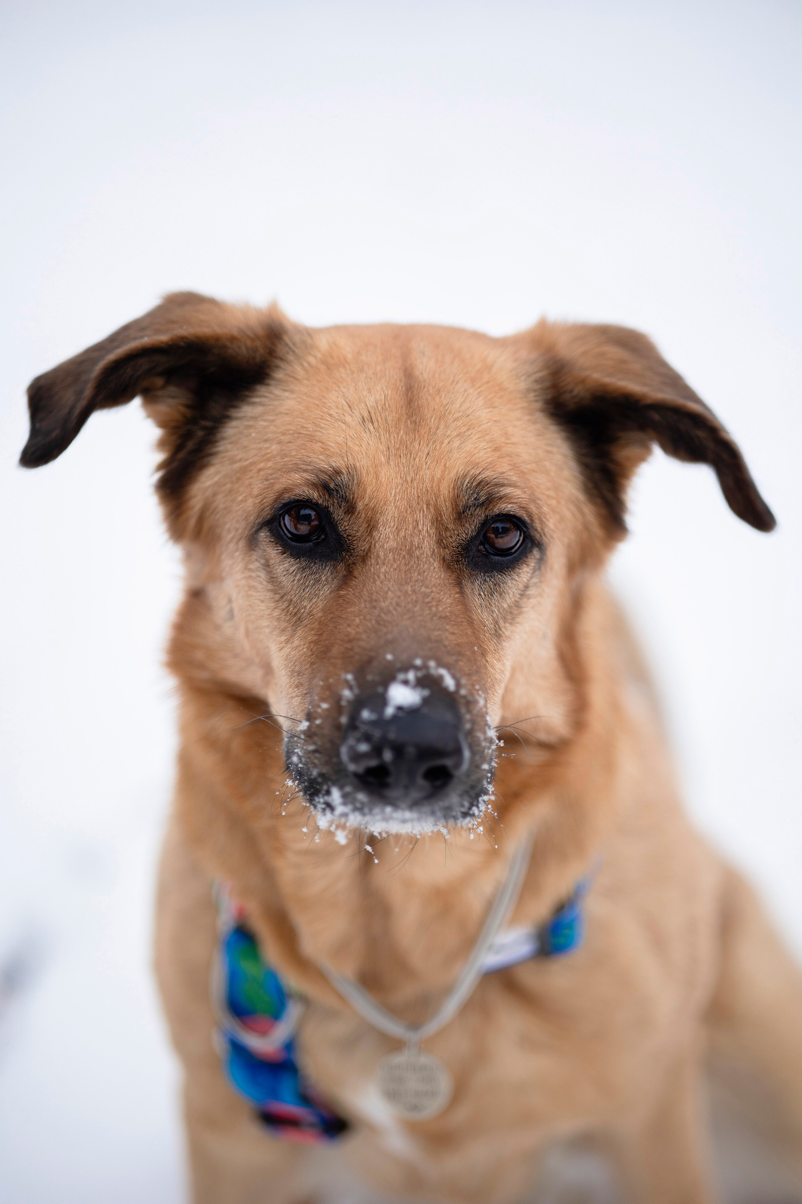 Съемка с собакой. Анастасия Белаш