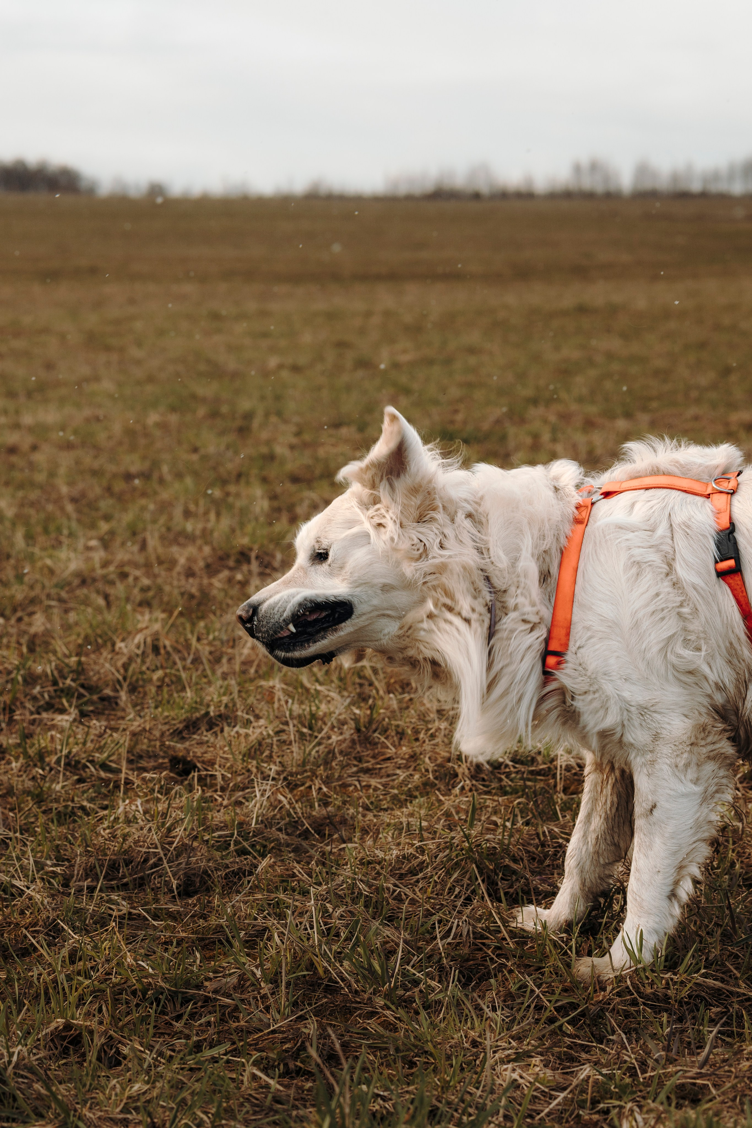 Смена в «DogCamp». Анастасия Белаш