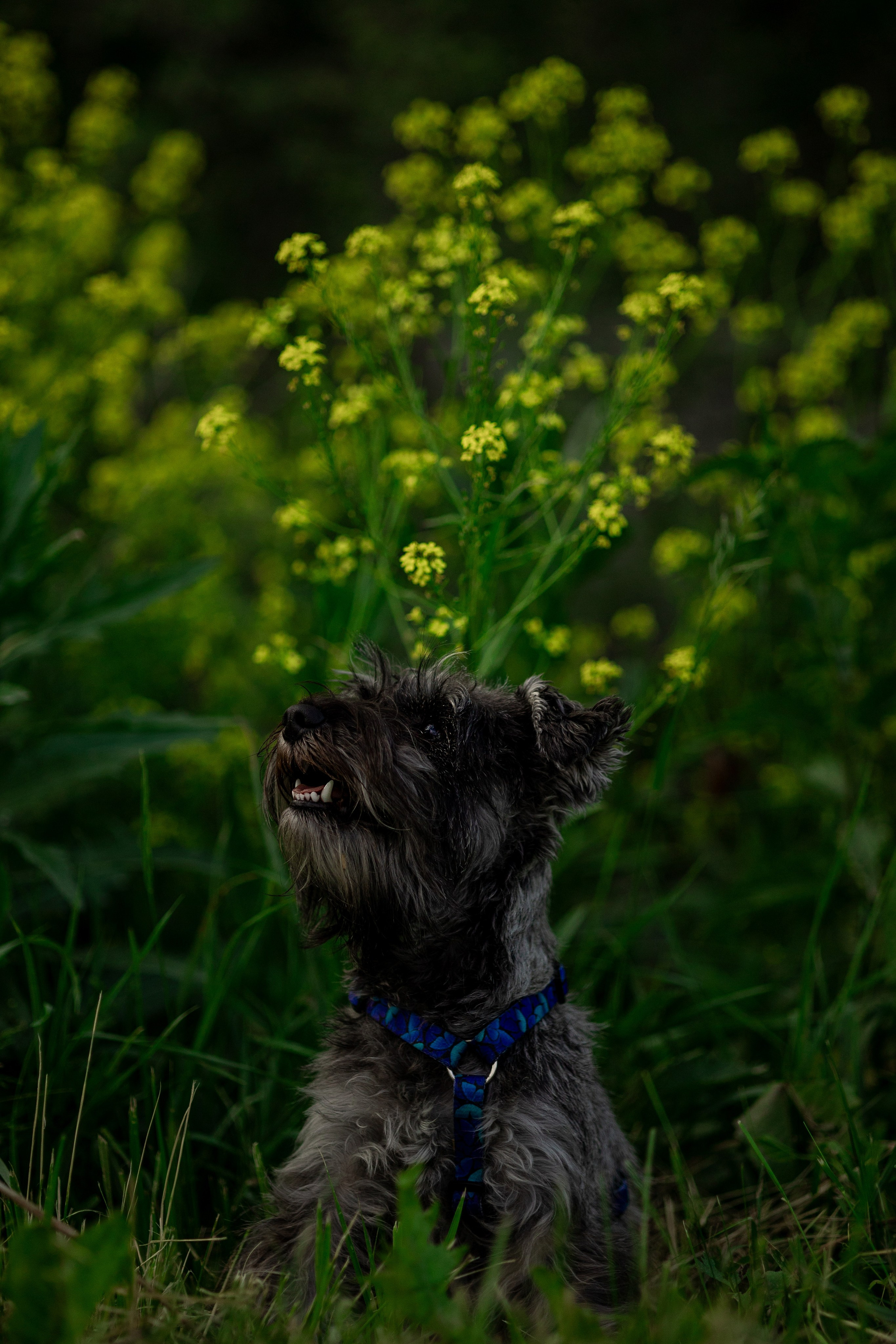 Съемка с собакой. Анастасия Белаш