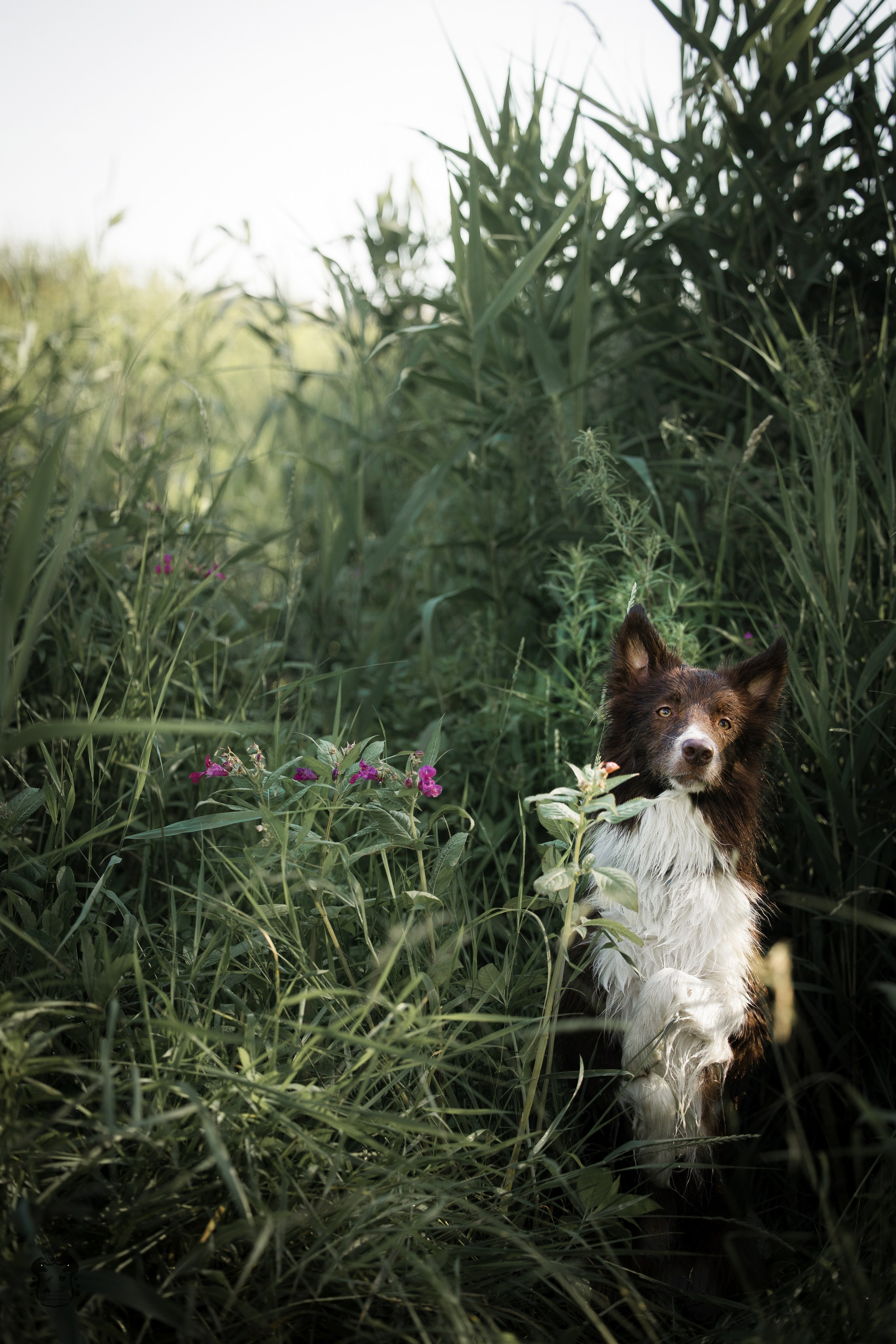 Портфолио. Фотограф-анималист в Екатеринбурге Марина Шишкина