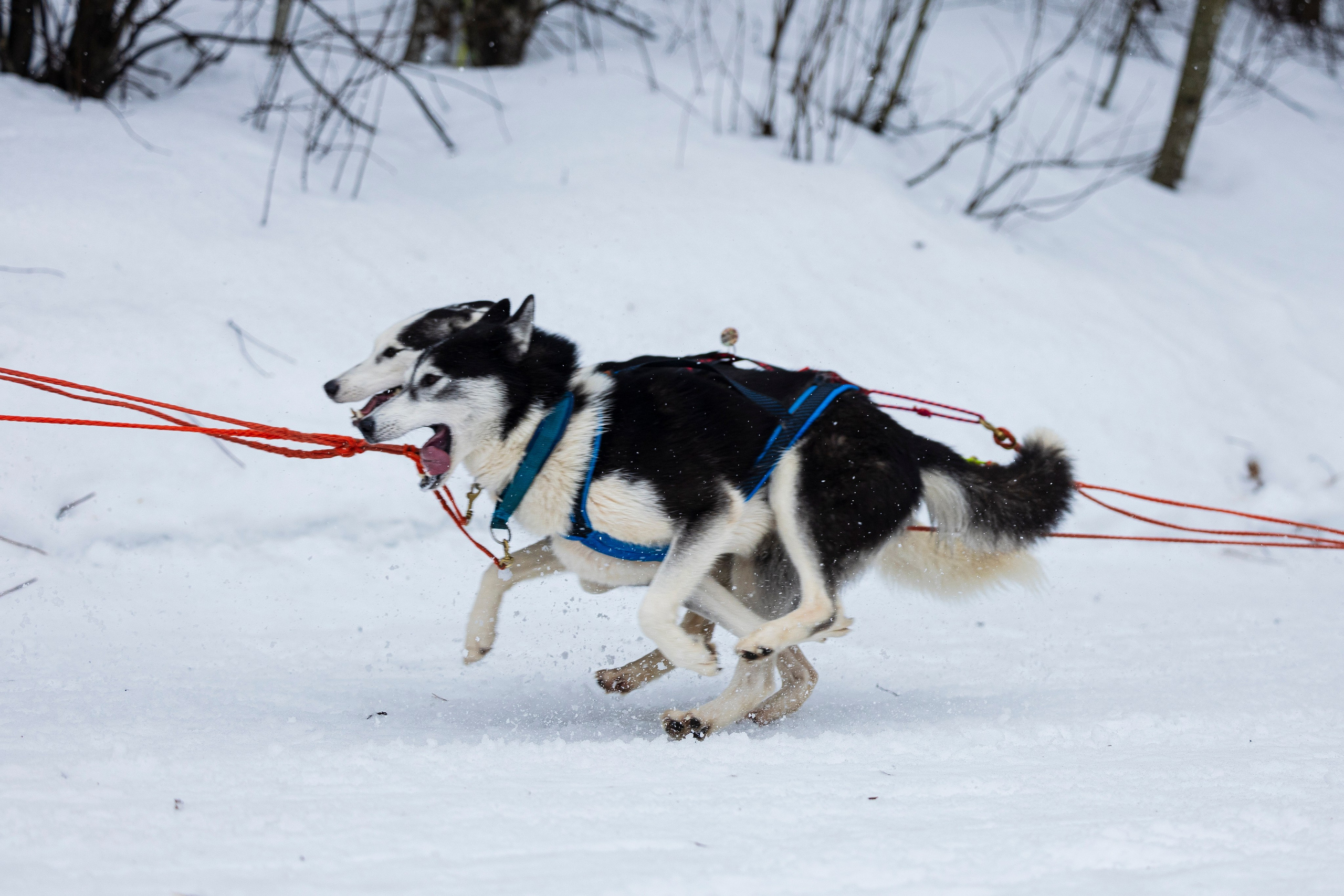 Зимний Чемпионат Санкт-Петербурга по ездовому спорту. Фотограф-анималист Анна Маринич