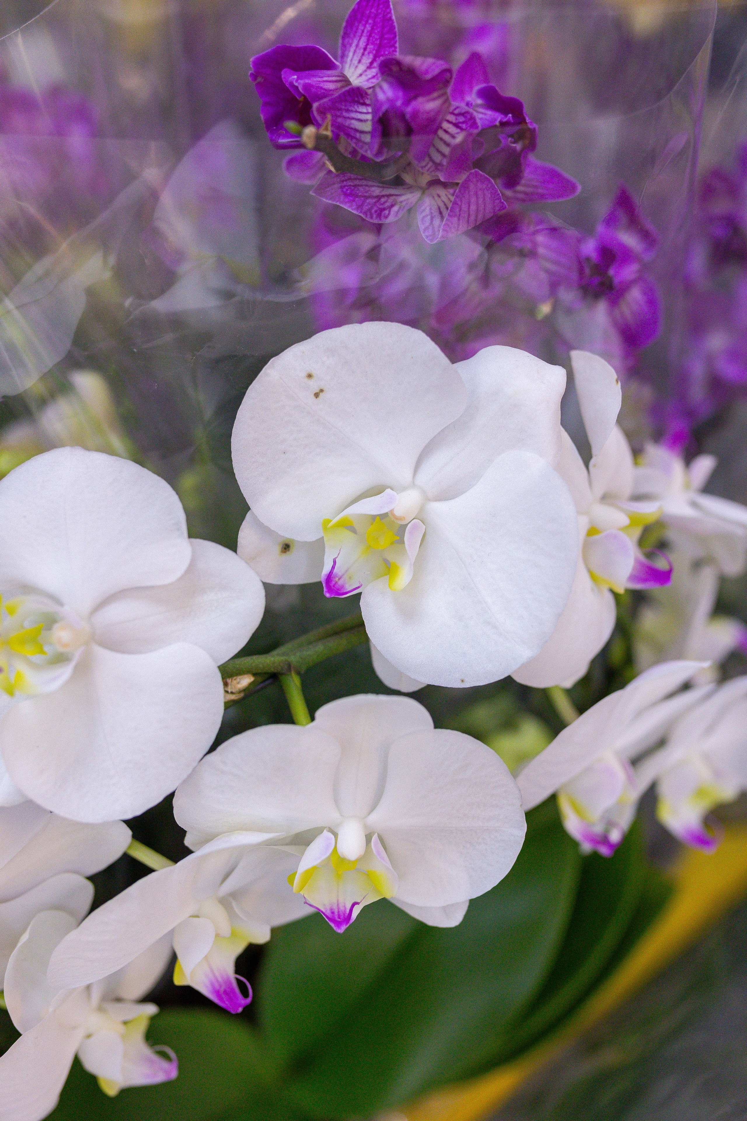 Орхидиум 12.2025. Александра Куликова фотограф, Москва