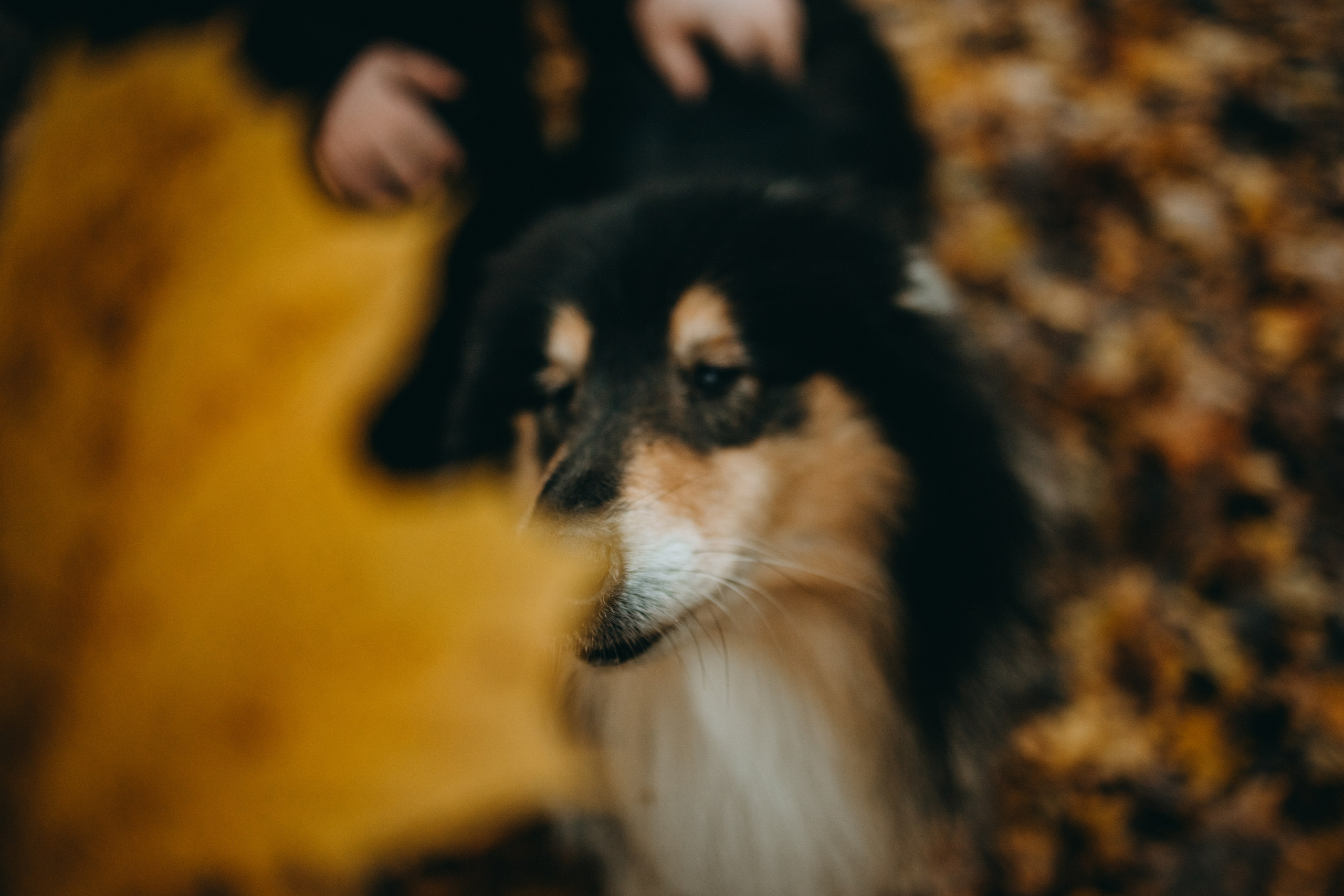 Ия и Барт. Фотограф — Анималист | Санкт-Петербург