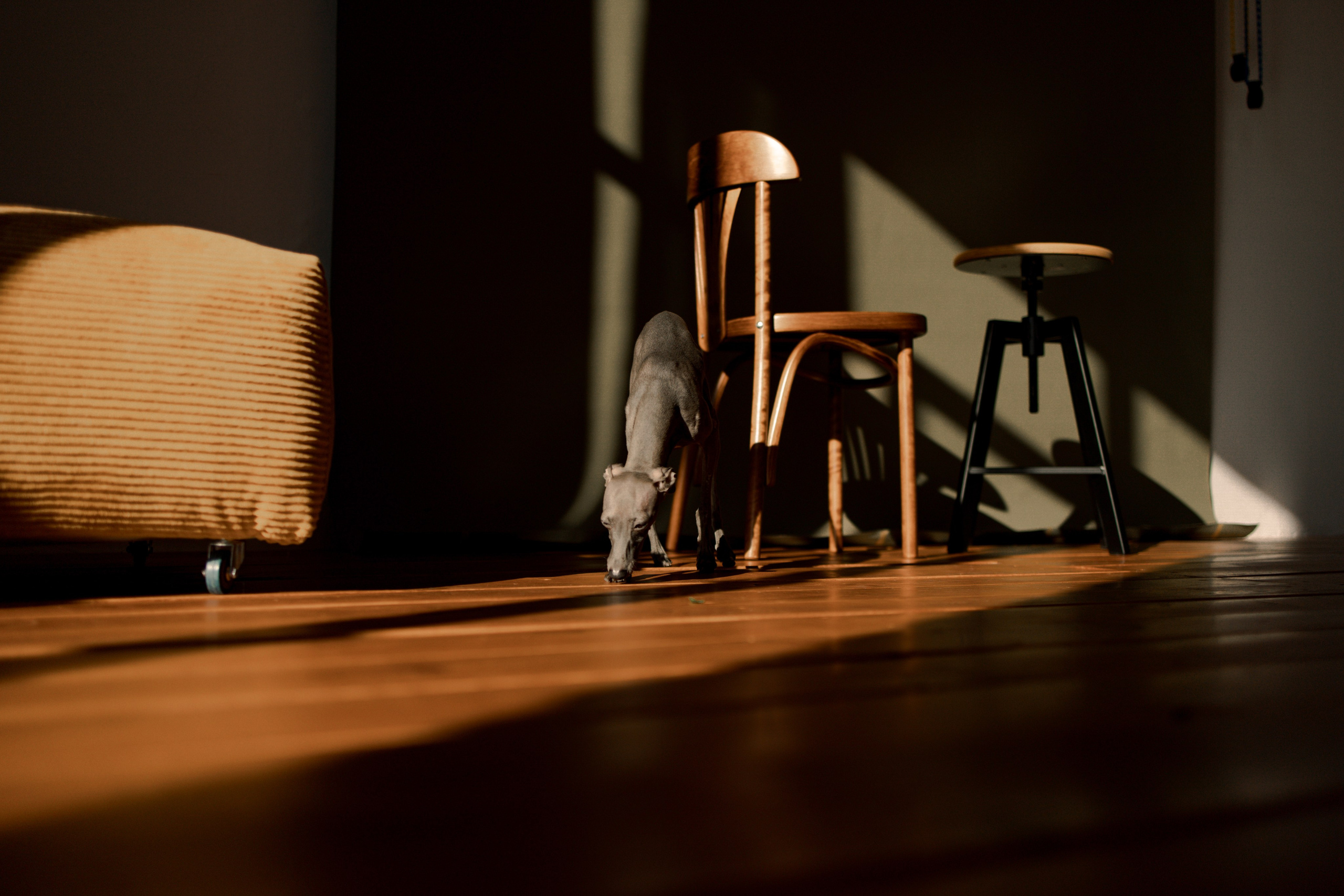 Ксюша и Луна. Фотограф — Анималист | Санкт-Петербург