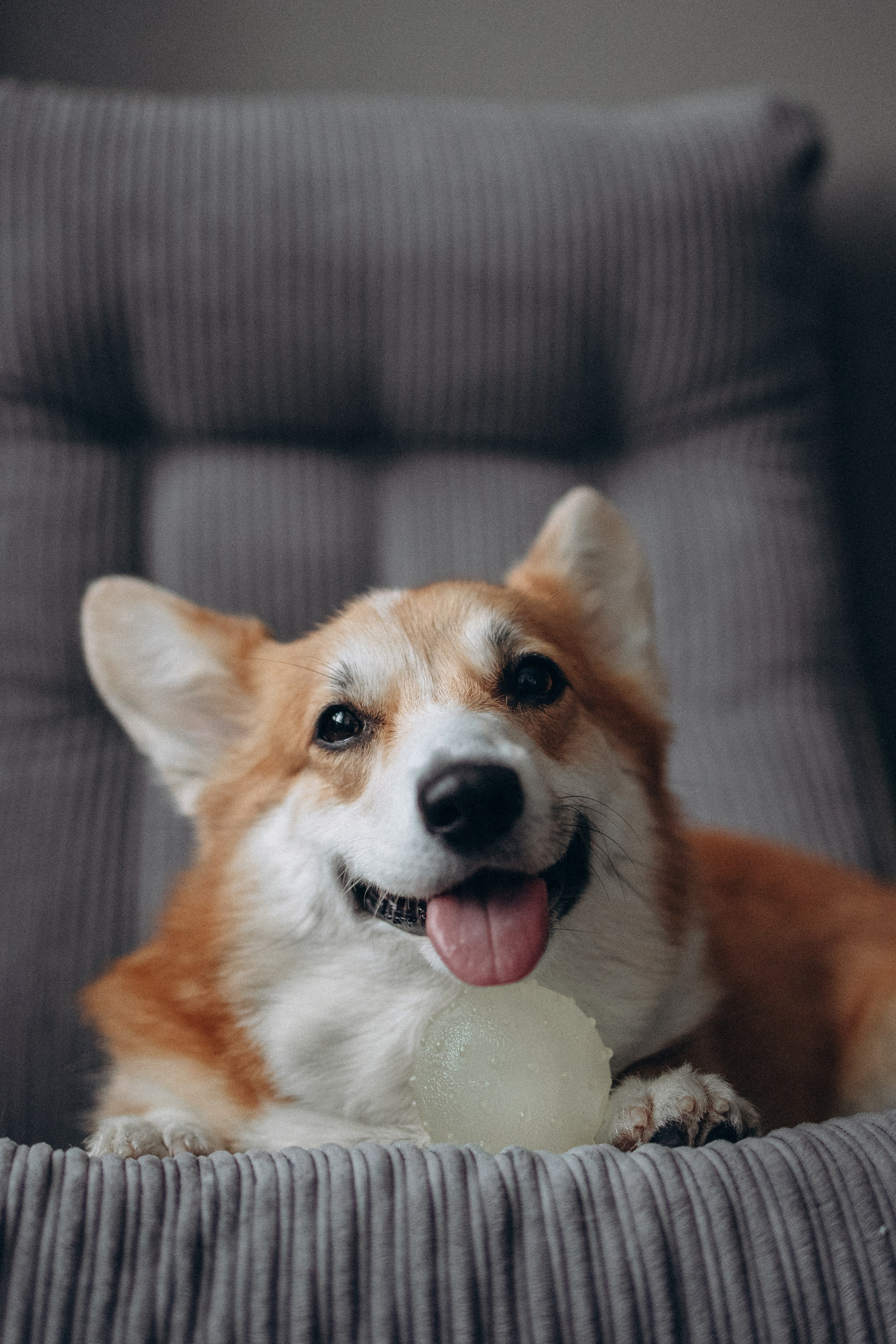 Катапульты. Фотораф — анималист Мария Шистка