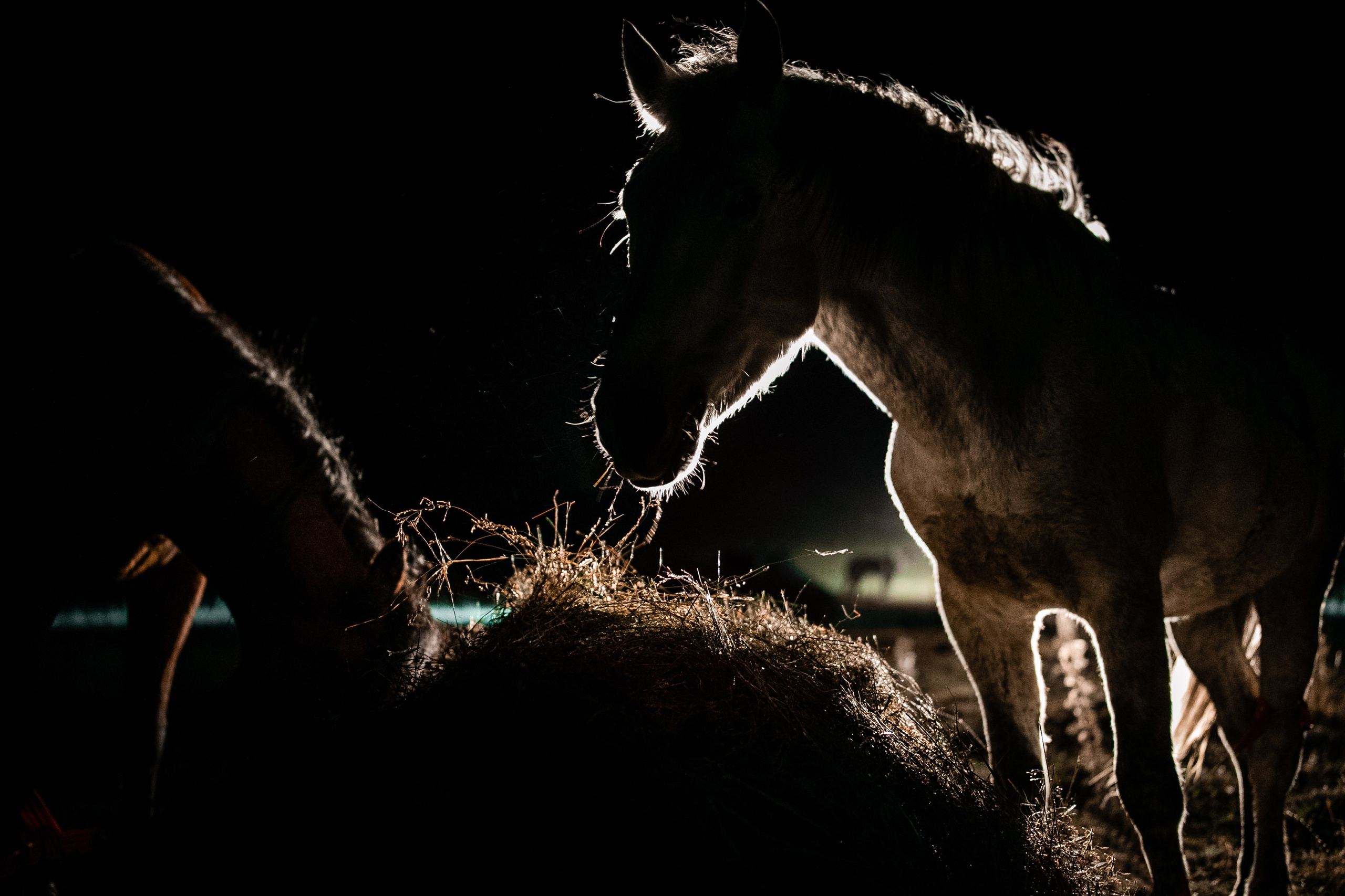 Фототуры в Карачаево-Черкессии 2019-2020. Фотограф-анималист Ксендзова Кристина