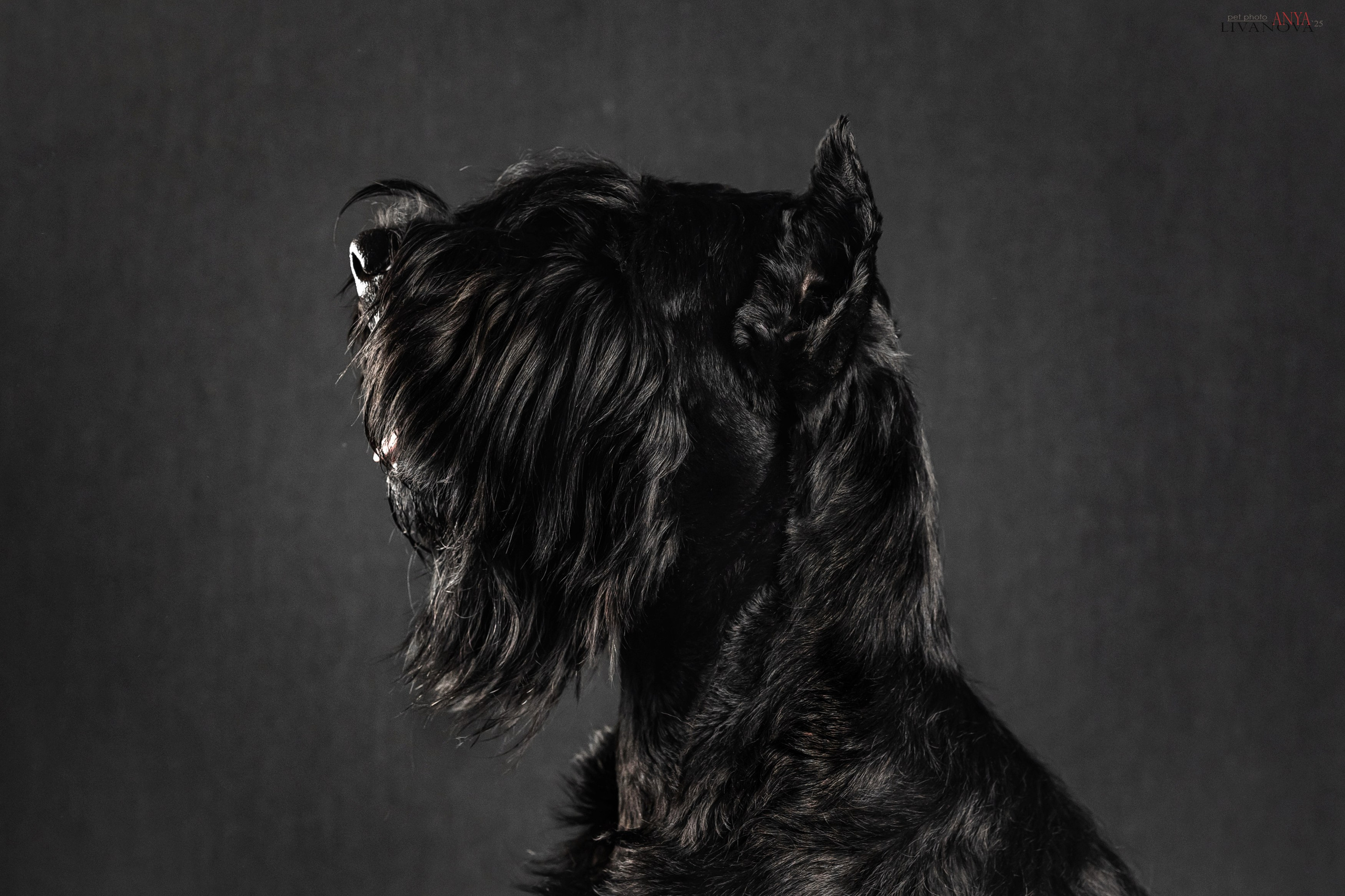 Берта. Фотограф анималист Аня Ливанова | Рыбинск