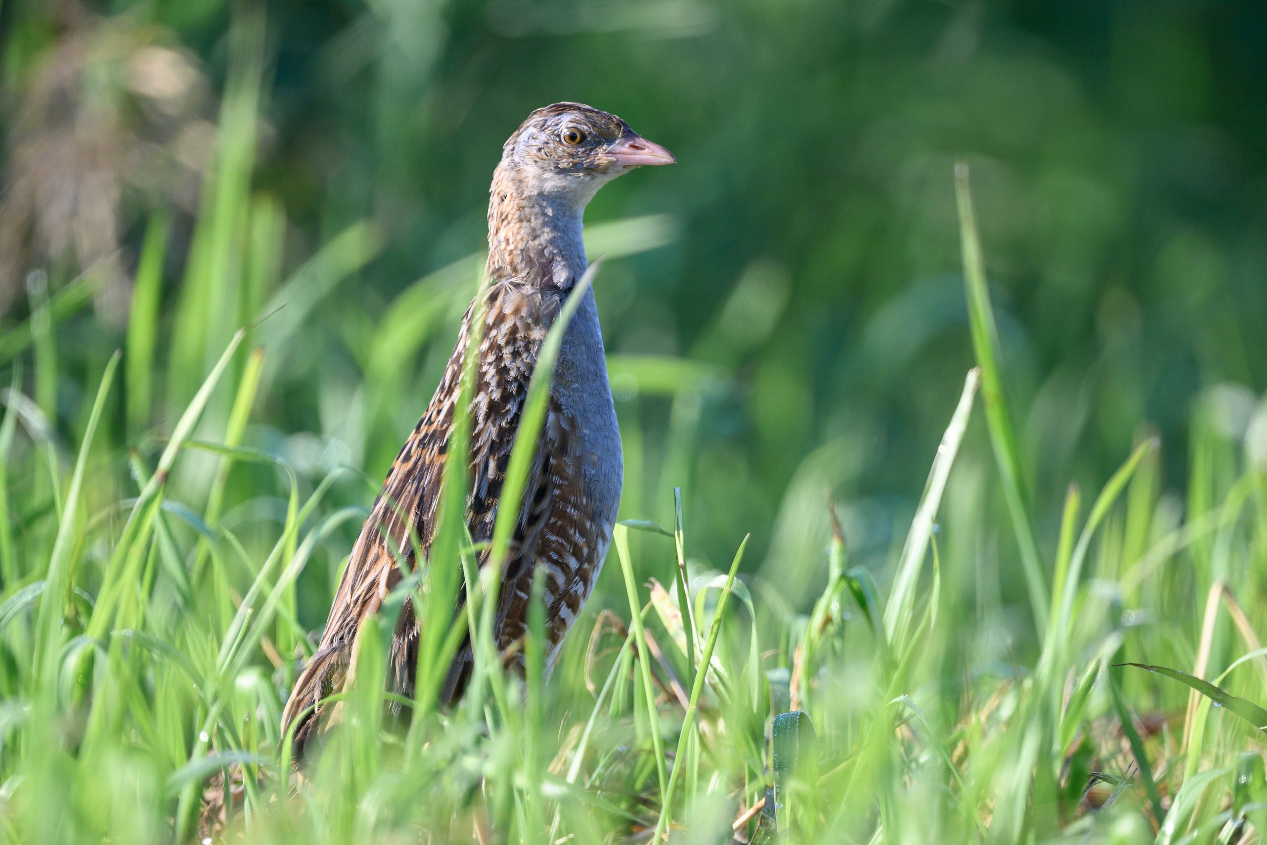 Перепела и коростель. Фотограф Сергей Пупонин