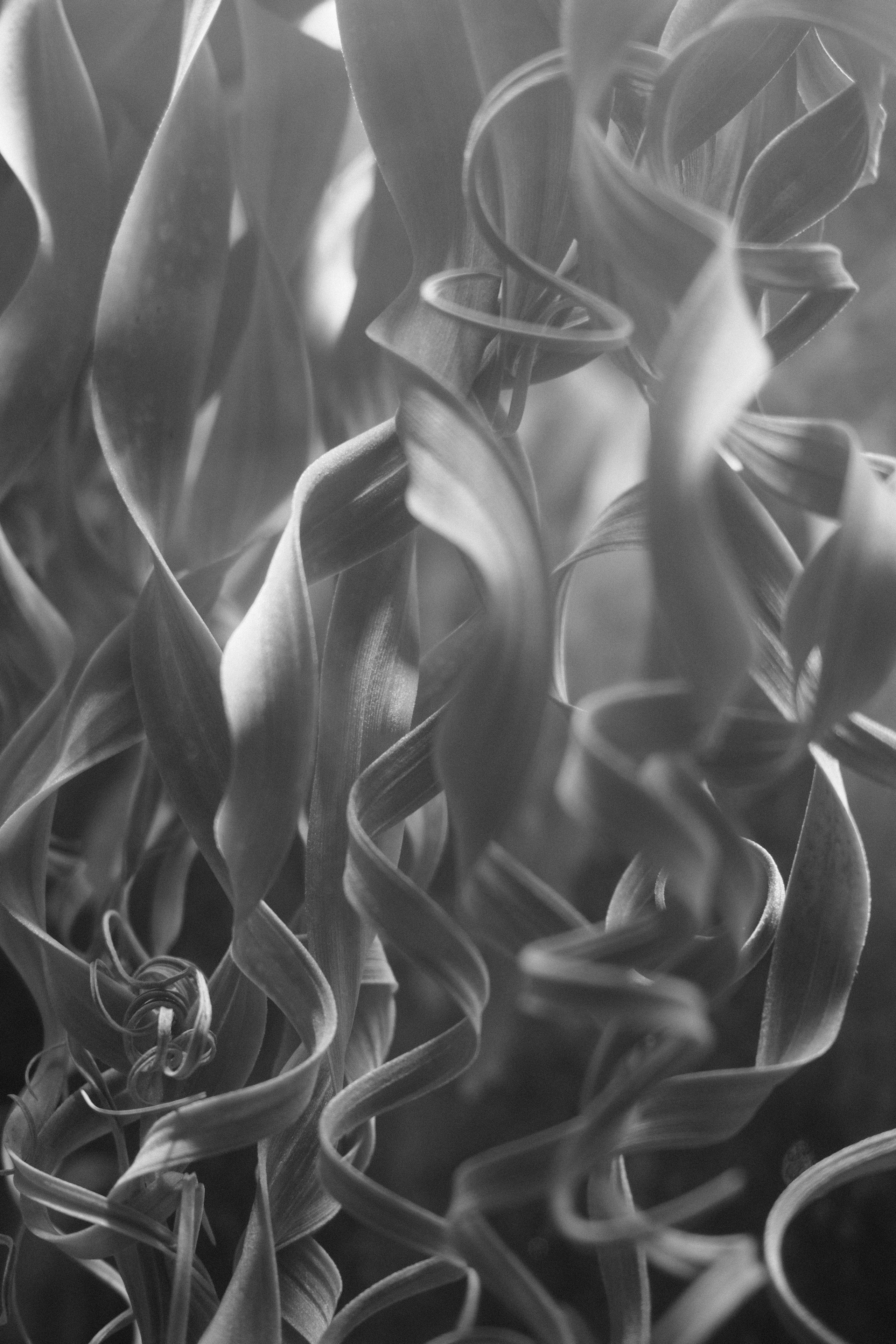 Аптекарский огород. Профессиональный фотограф в Москве Захар Ишутин