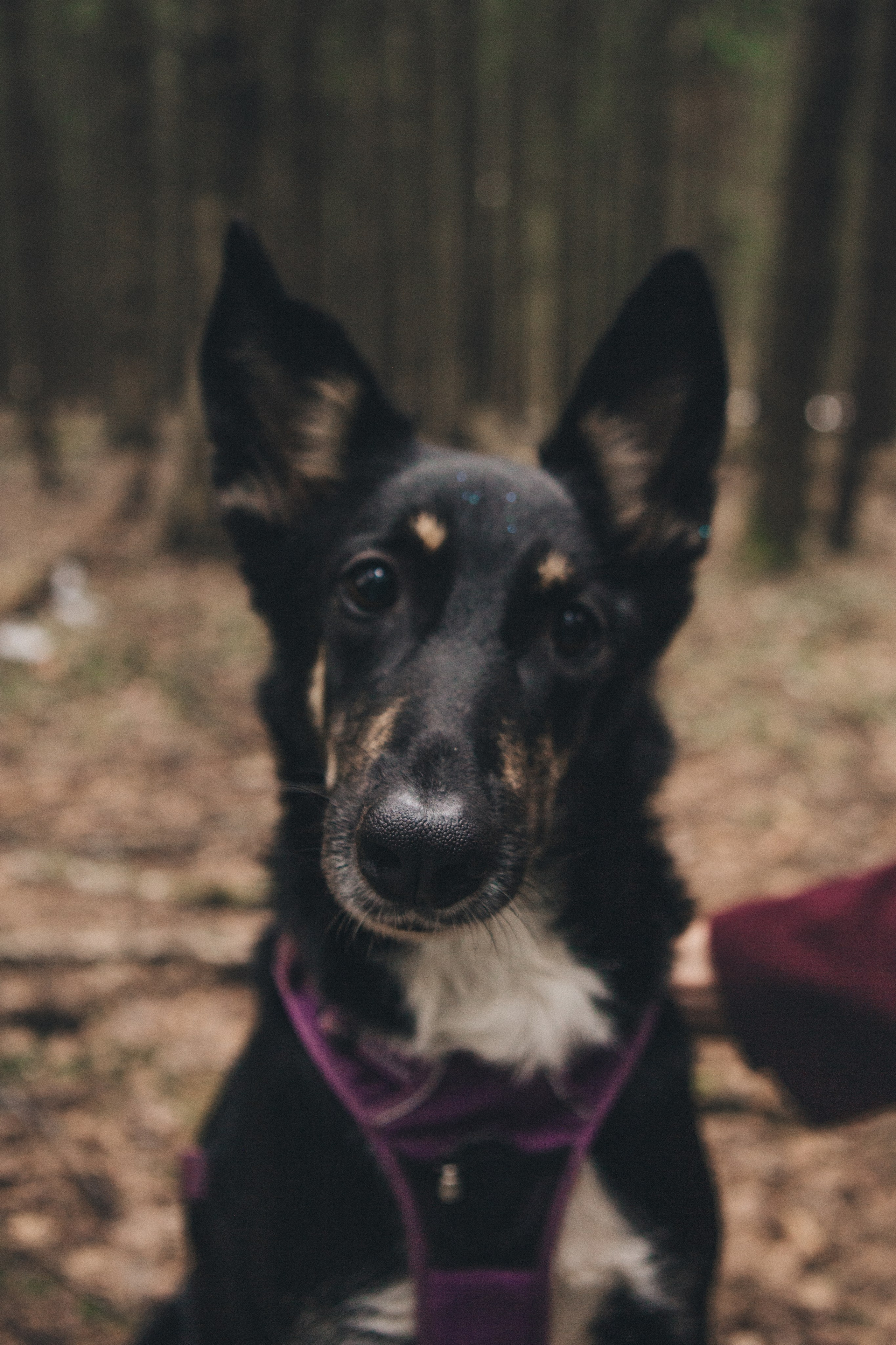 A cinematic tale of true love and unbreakable friendship between a man and a dog. Portrait, family and pet photographer in Cyprus, Ksenia Bourdelle