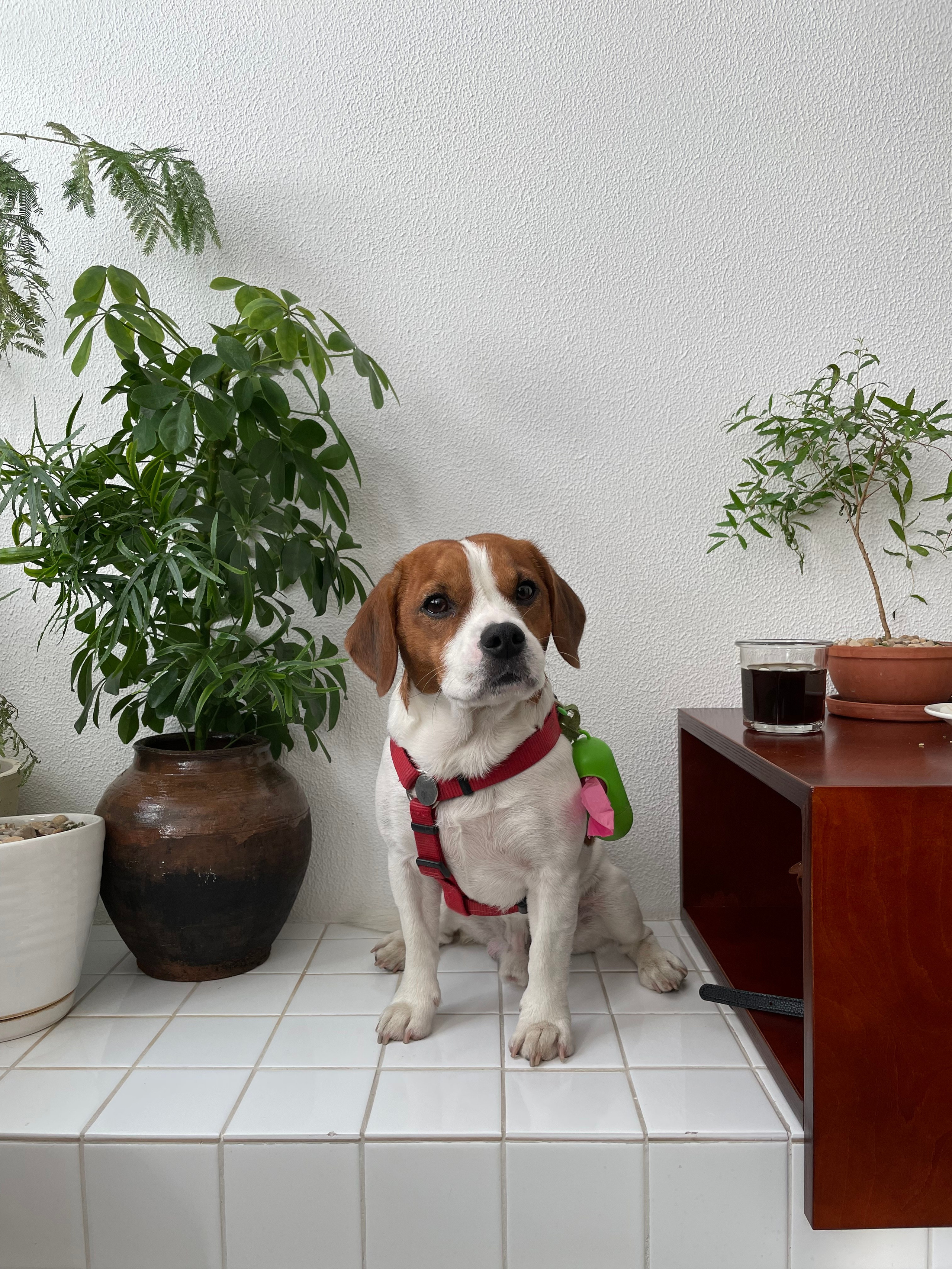 Чарли. DEWA | фотостудия для маркетплейсов