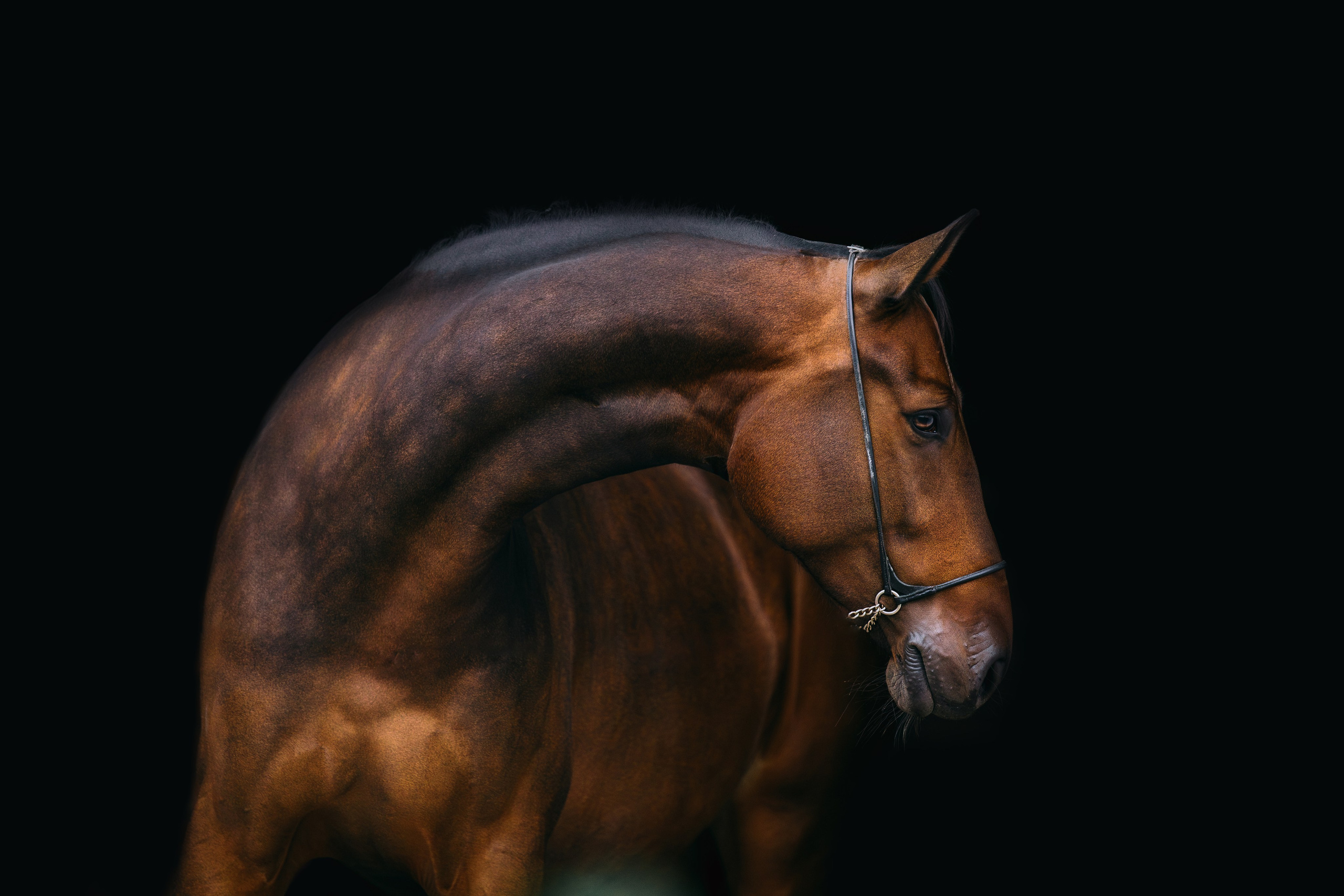 На черном фоне. Фотограф-анималист Ксендзова Кристина