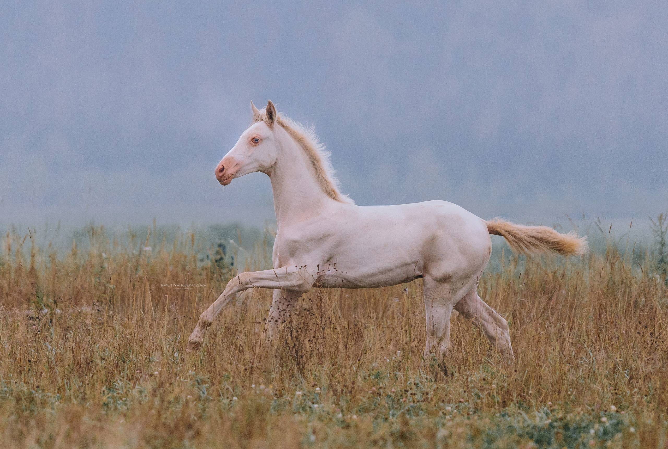 В движении. Фотограф-анималист Ксендзова Кристина