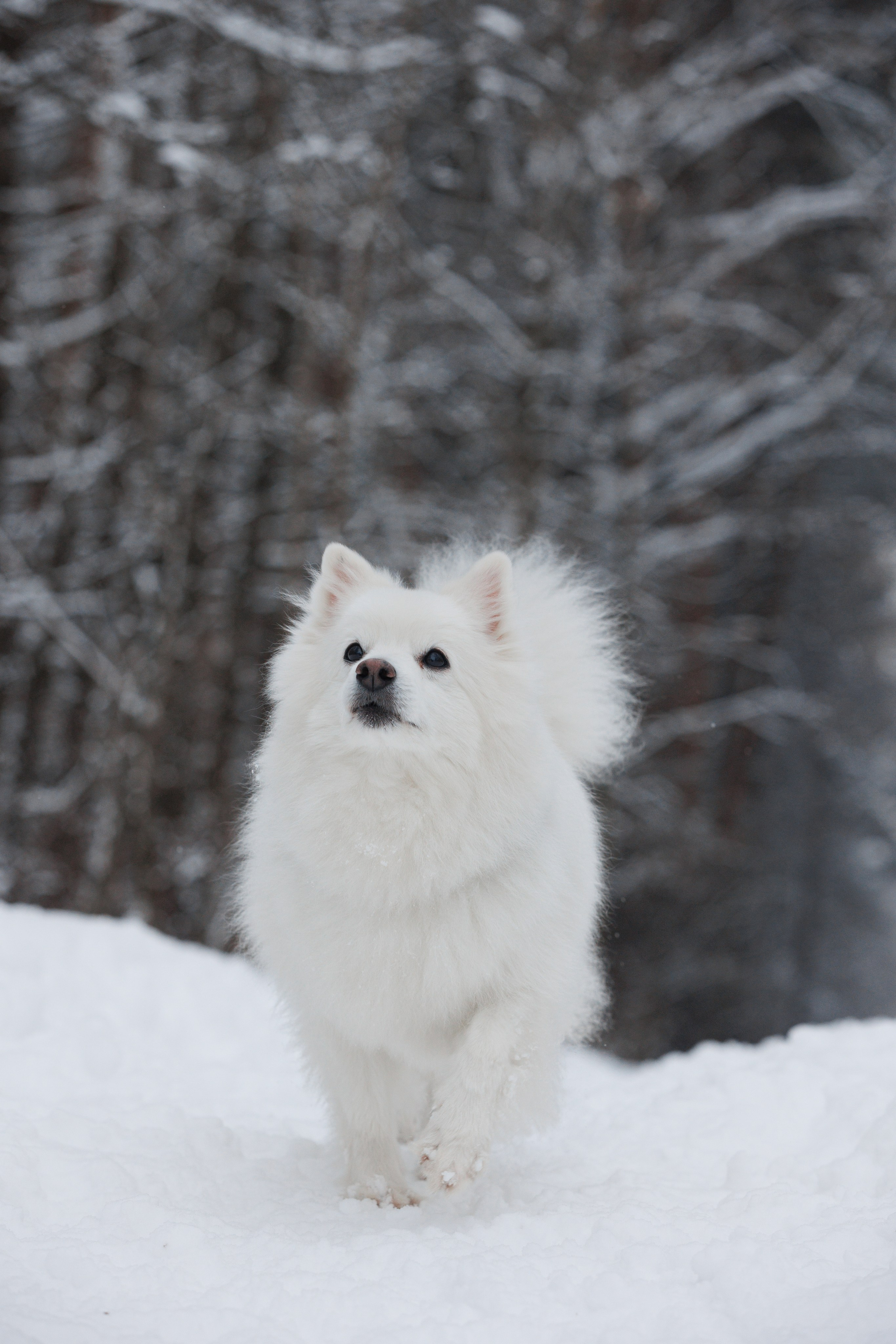 Даша и компания. Фотограф анималист Кристина Карпова, Москва