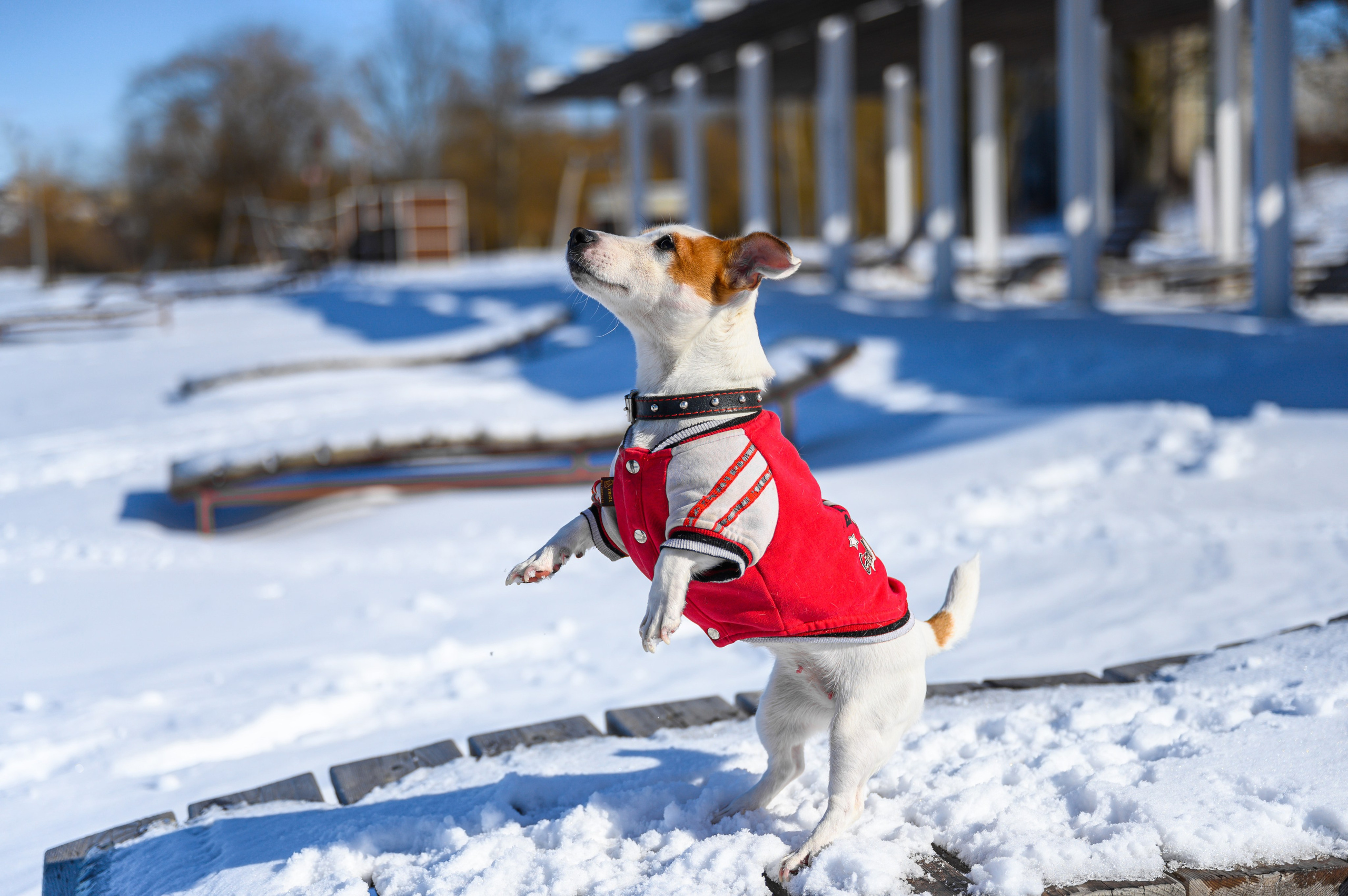 Джек Рассел. Bazarkom-photo.ru Фотограф Виктор Оськин в Старом Осколе