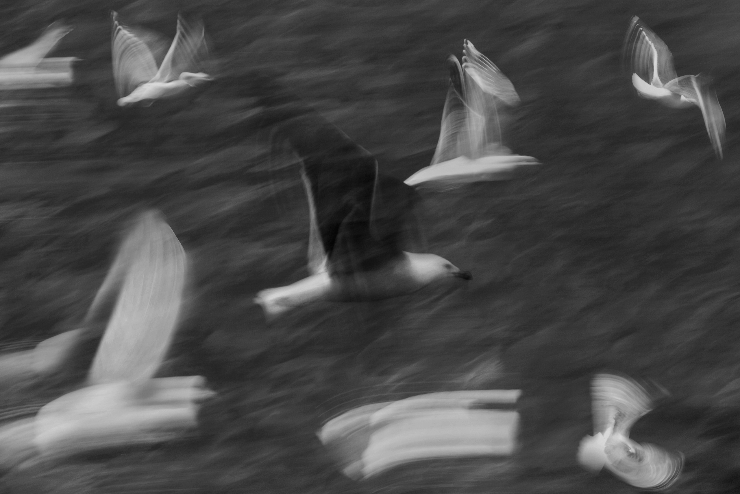 Фото. Фотограф Лагутин Анатолий