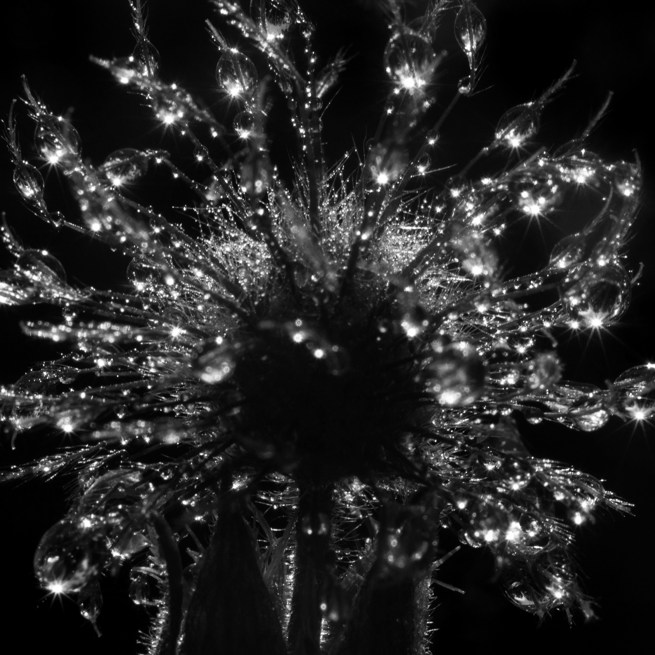 Макро. Фотограф Лагутин Анатолий