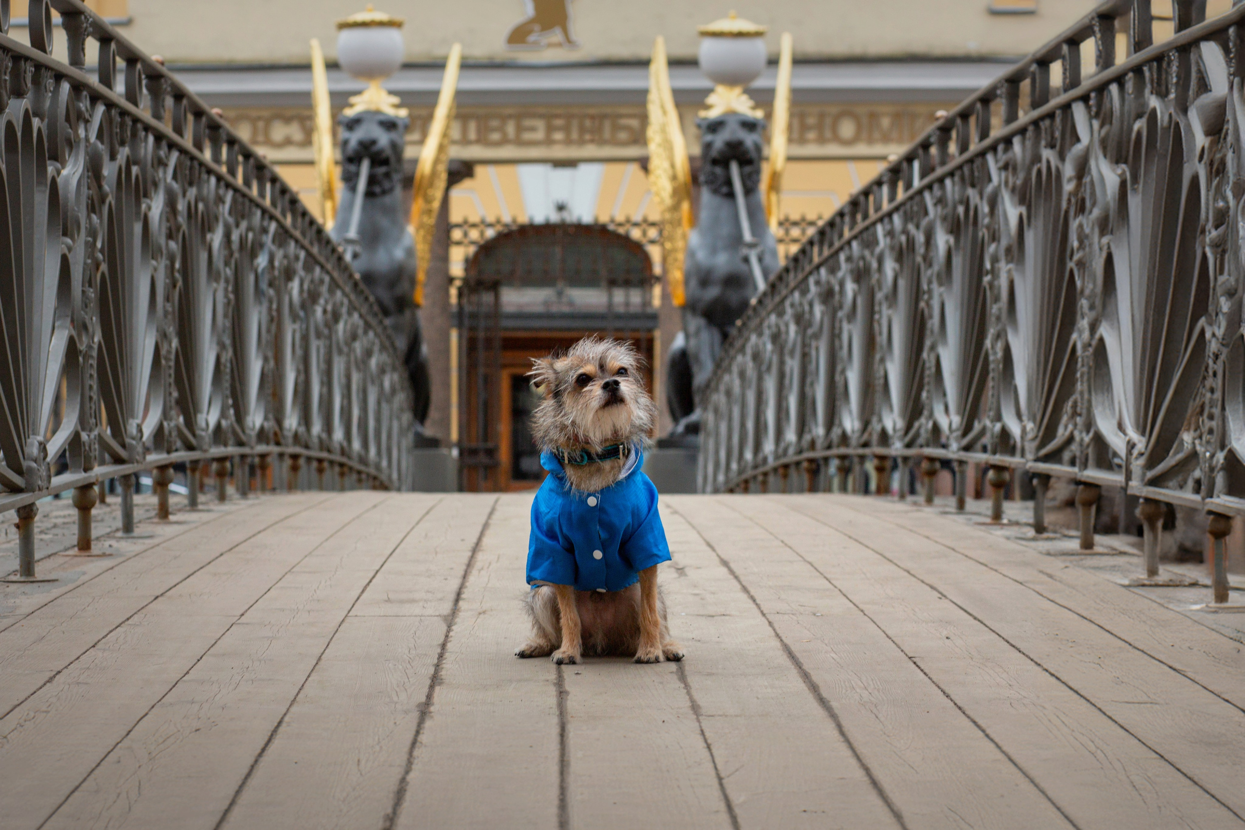 Фотосессия питомца. Душевный фотограф в Санкт-Петербурге. Свадебные и семейные фотосессии