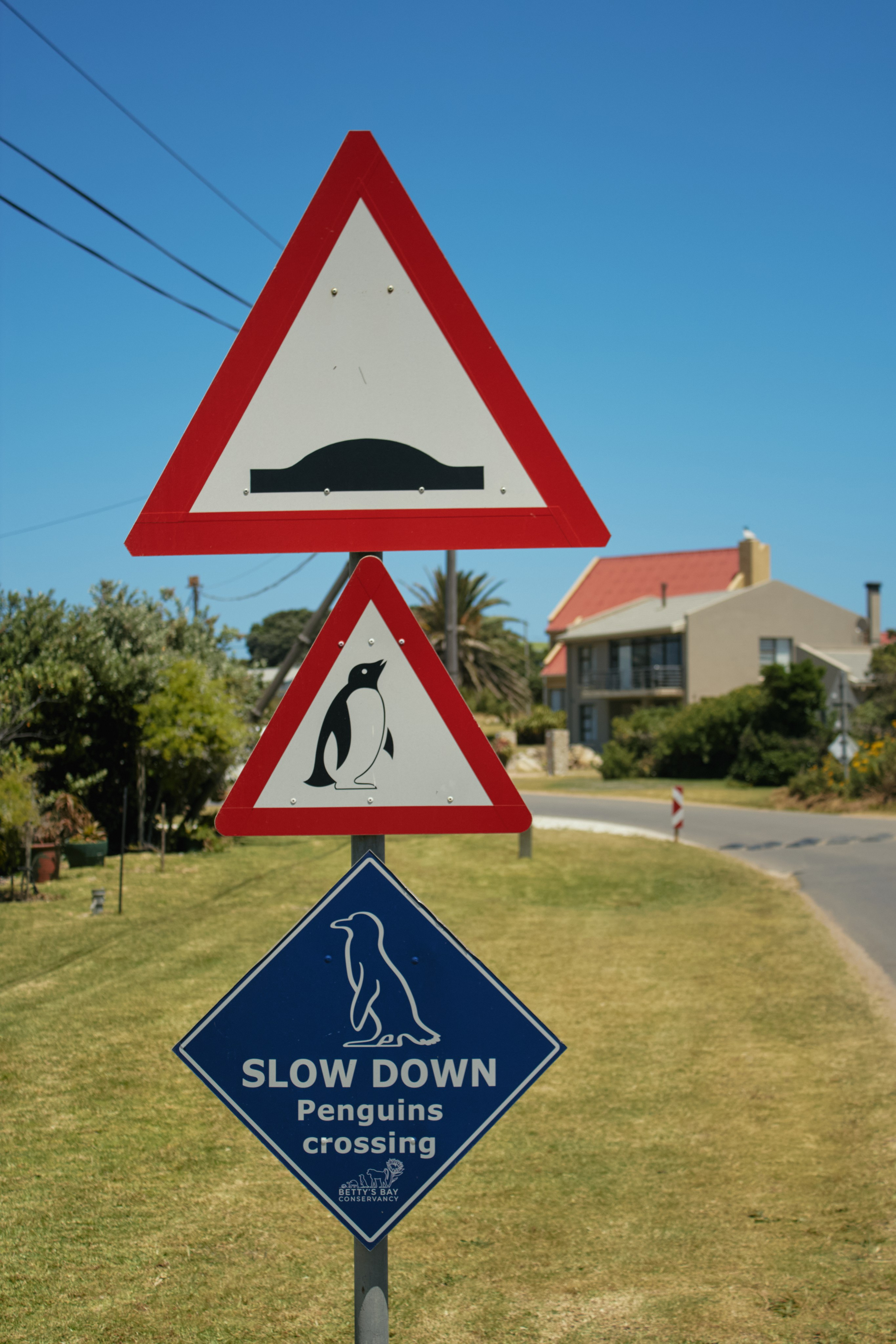 ЮАР. Профессиональный Фотограф во Владимире, в Москве и в Суздале — Полина Романычева
