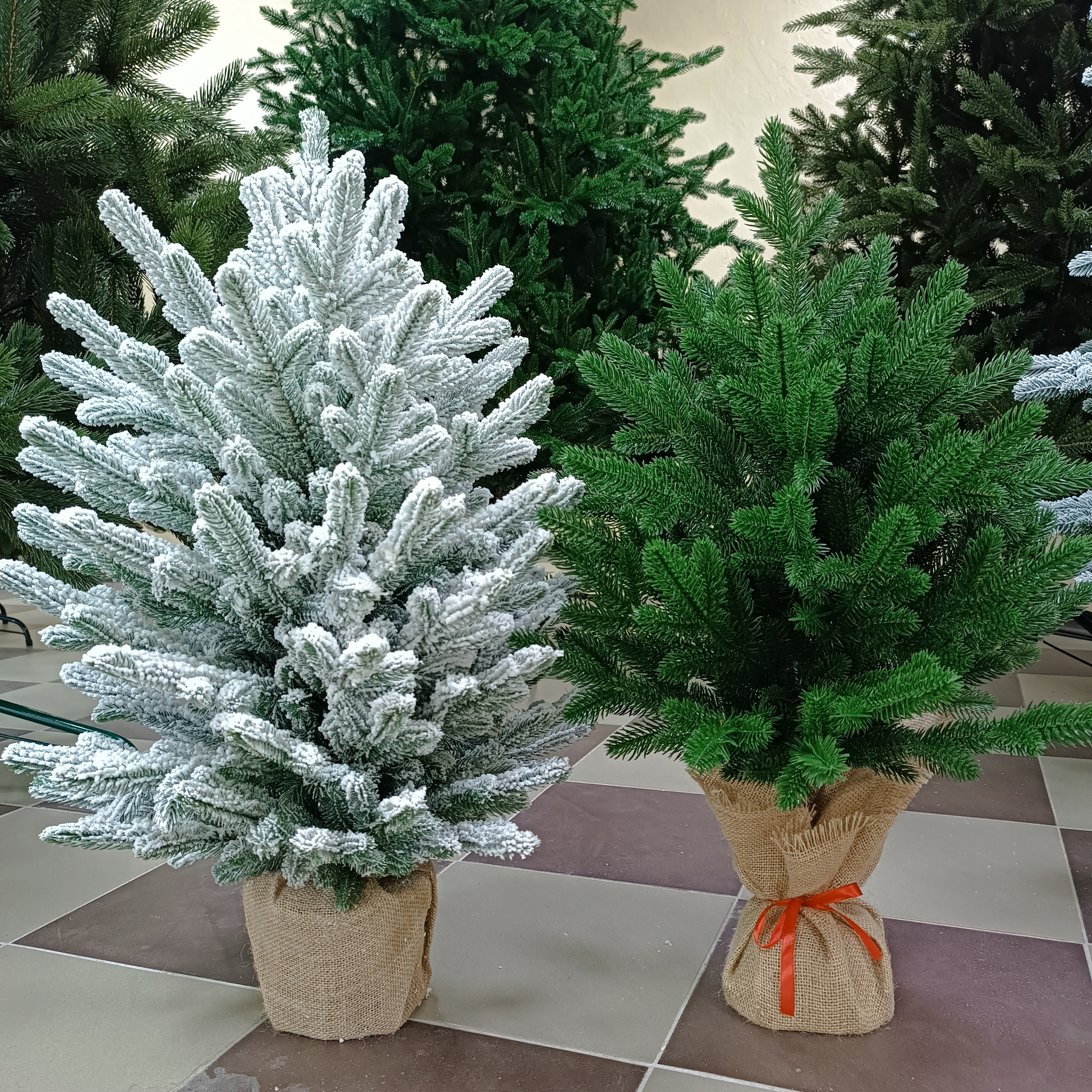 Маленькие ёлочки. Elki_grodno