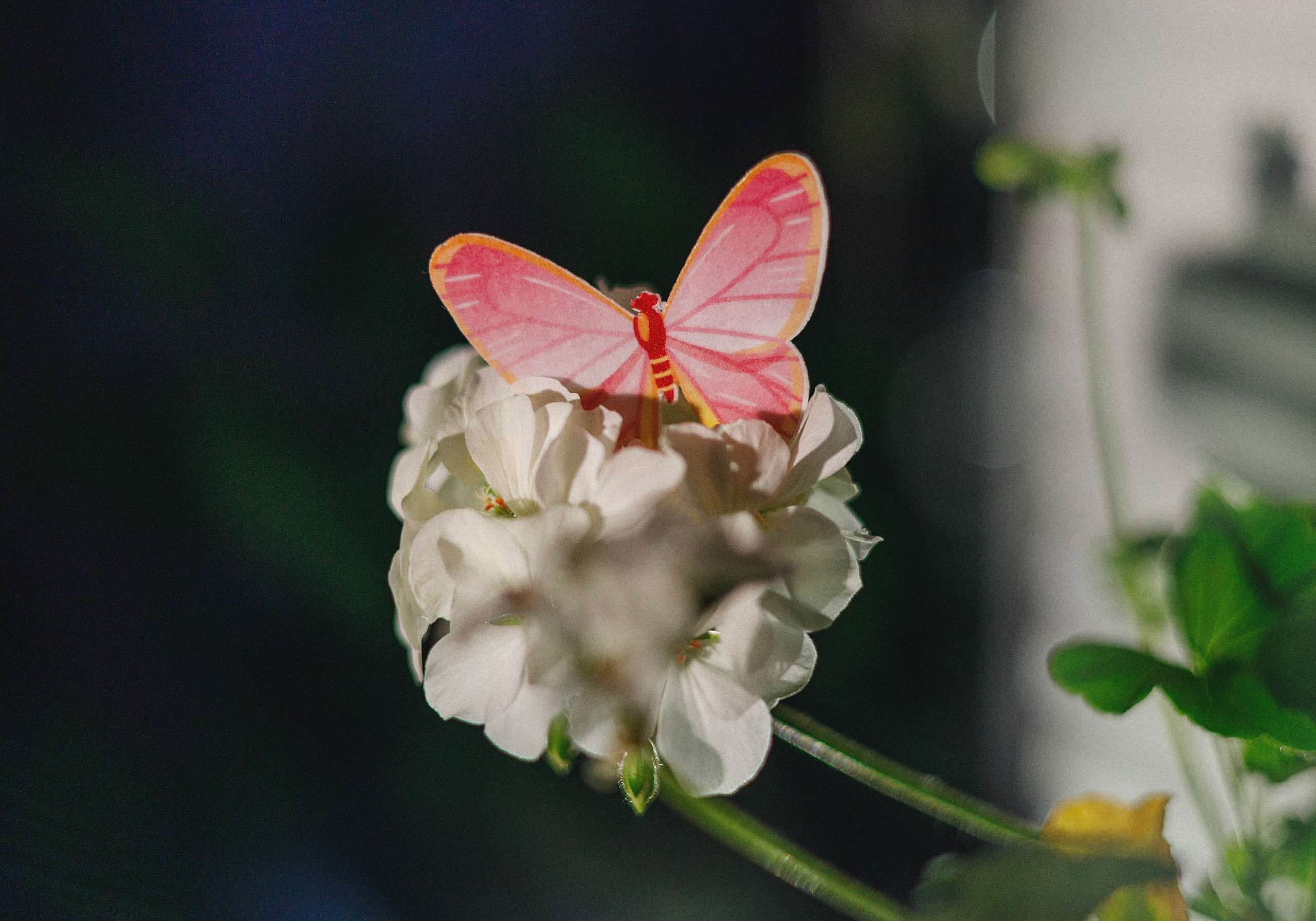Проект «366»|2024|Фото каждый день. LENA GRACE photographer ||ЛЕНА ГРЭЙС фотограф