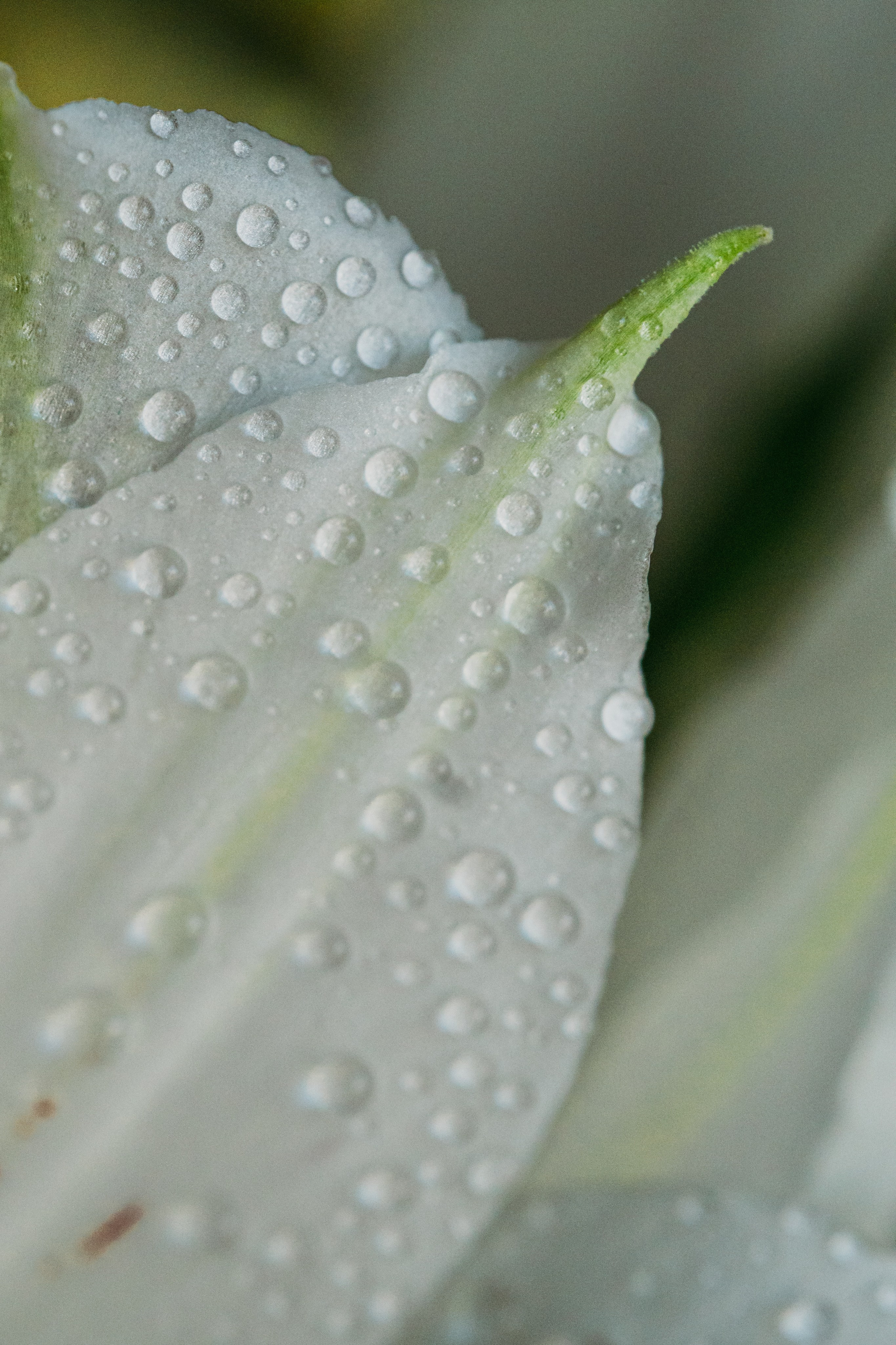 лепесток белого цветка в каплях  макро