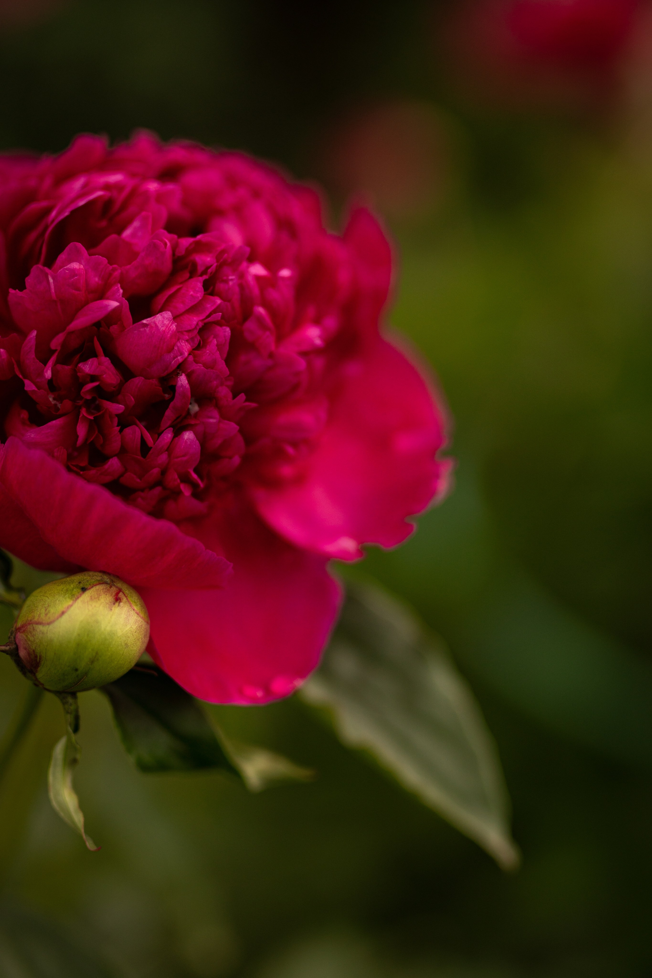 большой пион ярко-розовый