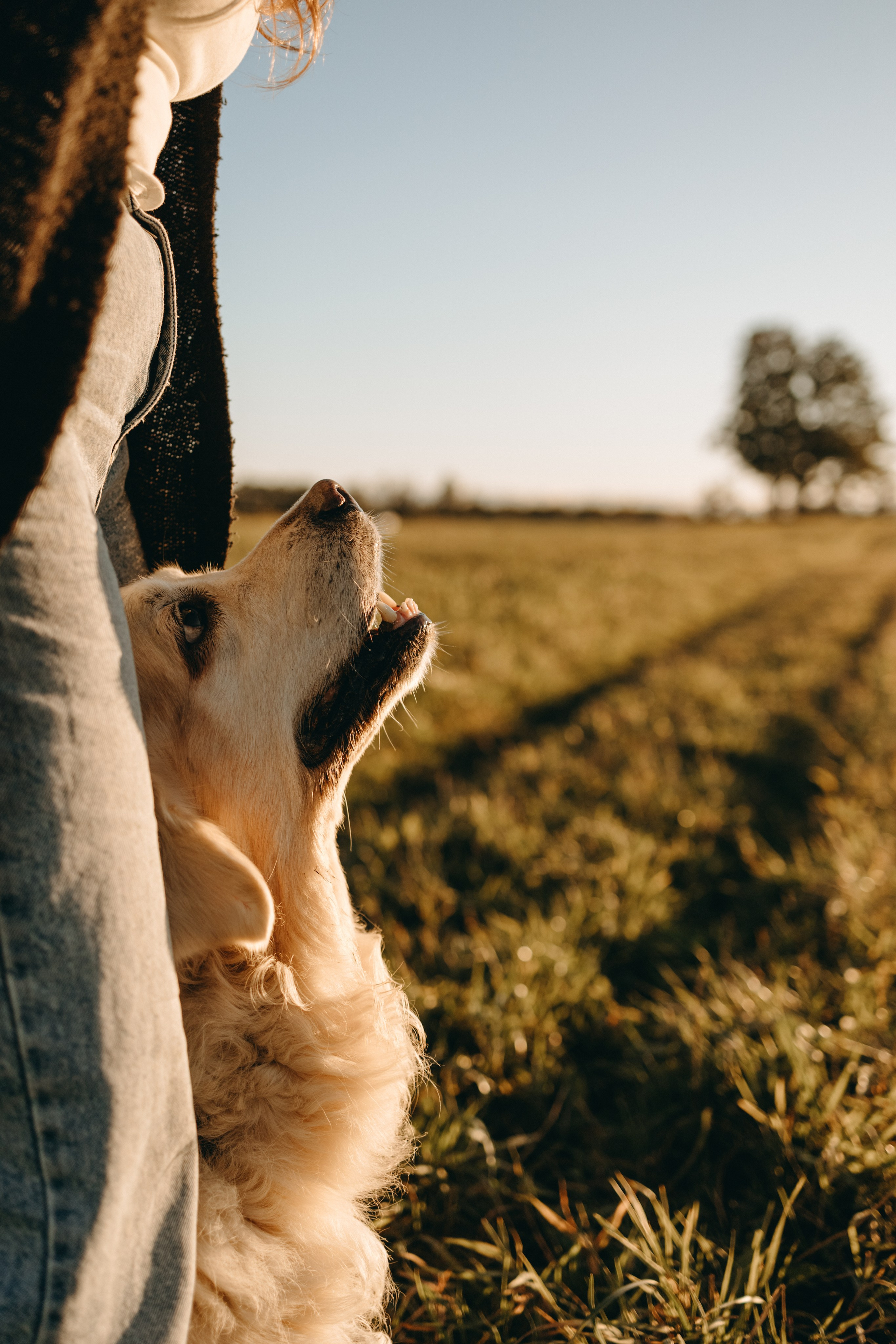 Лера и Скай. Фотограф — Анималист | Санкт-Петербург