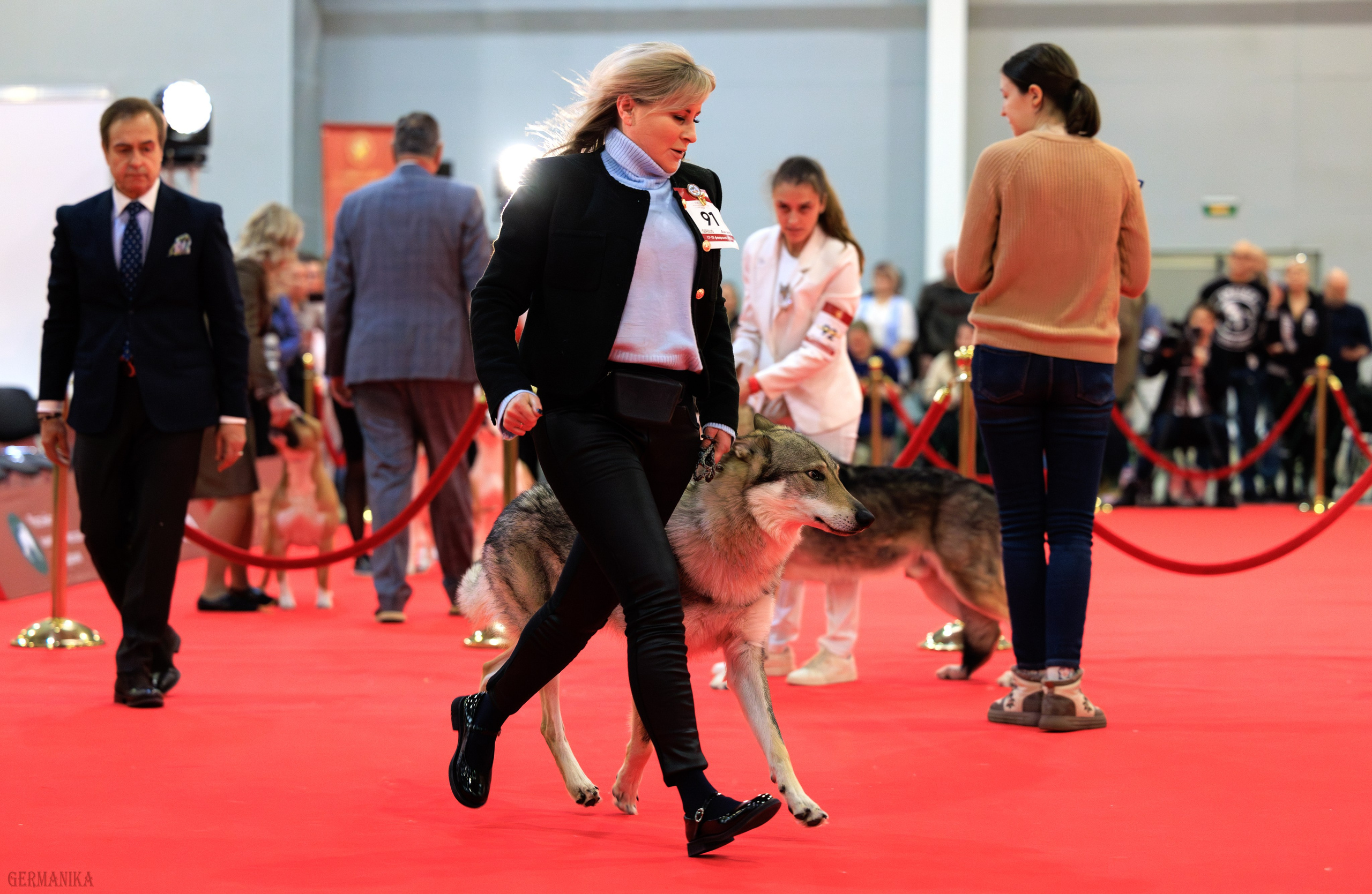Лучшие Собаки России 17-18.02.2024. Фотограф-анималист Юлия Германика