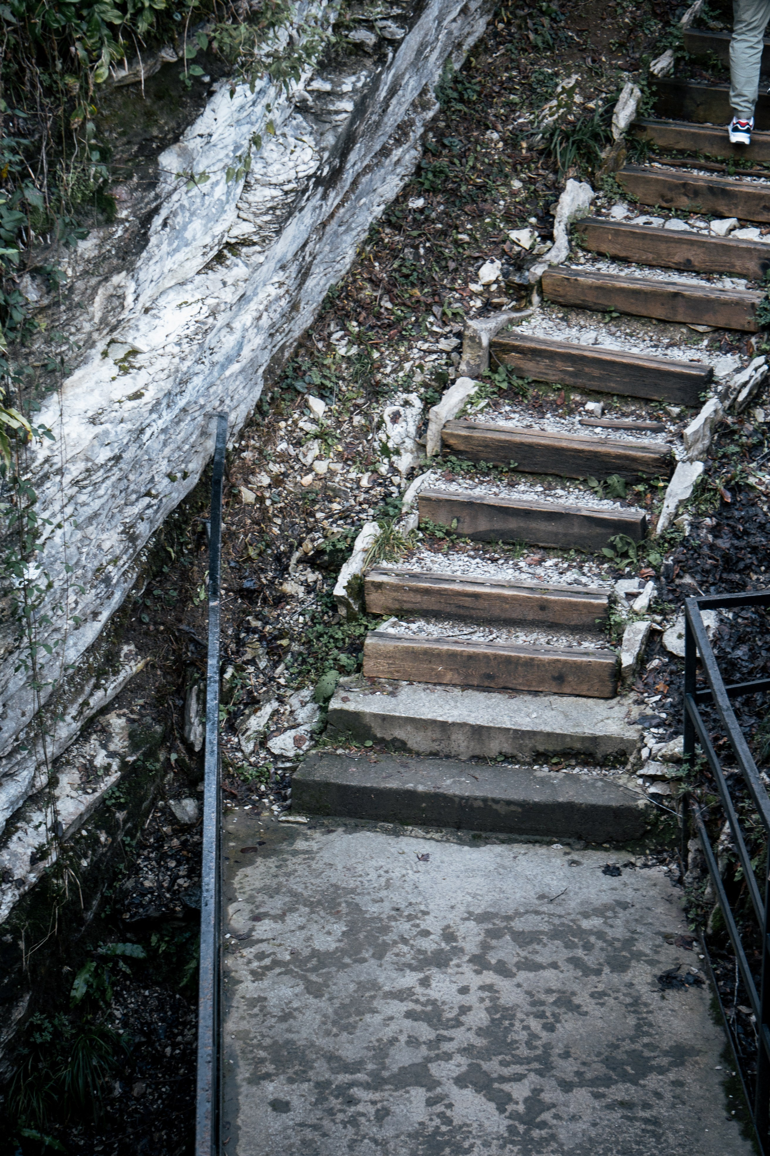 Тисо-самшитовая роща. Yaratezza production