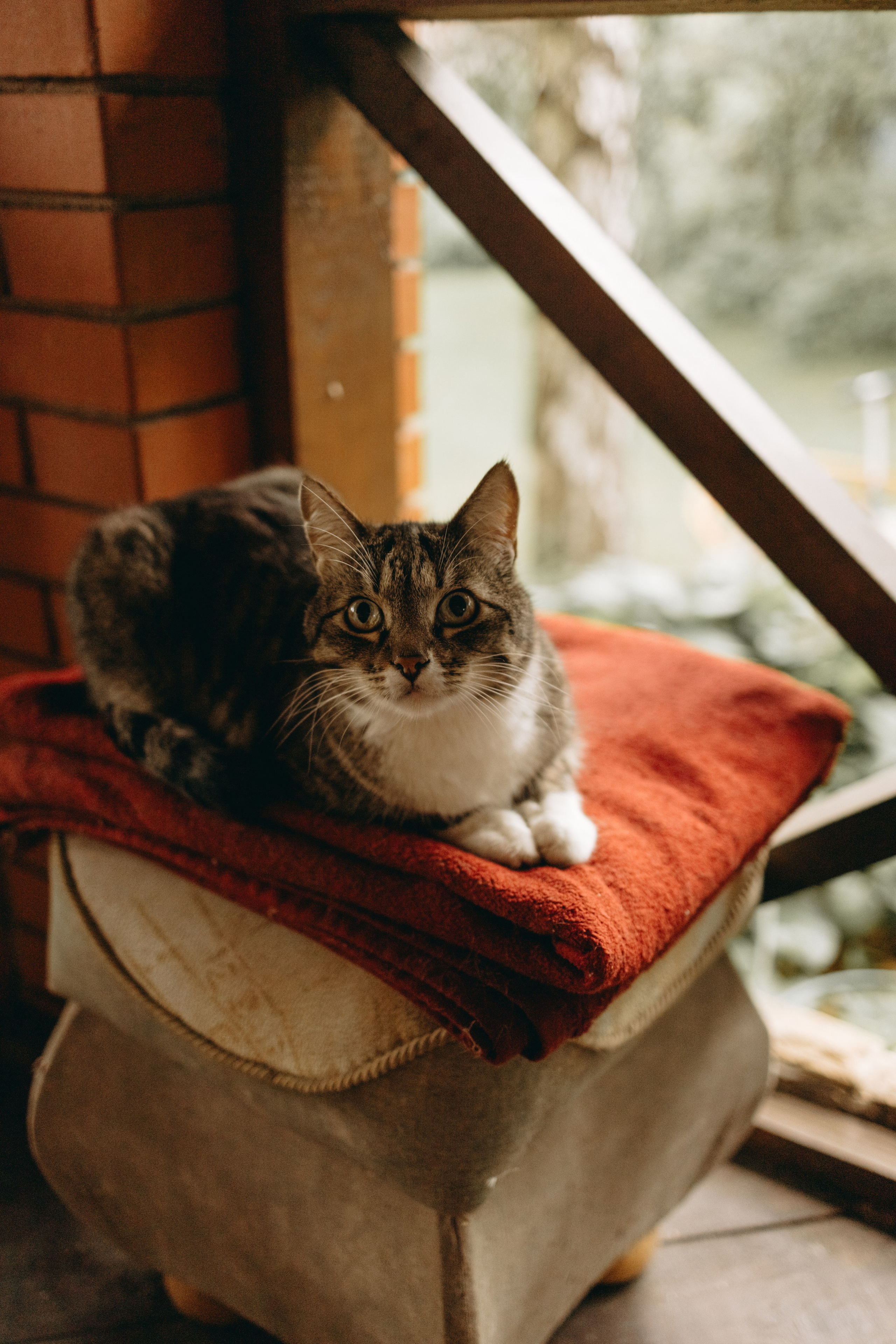 Софа и ее хвостики. Фотограф — Анималист | Санкт-Петербург