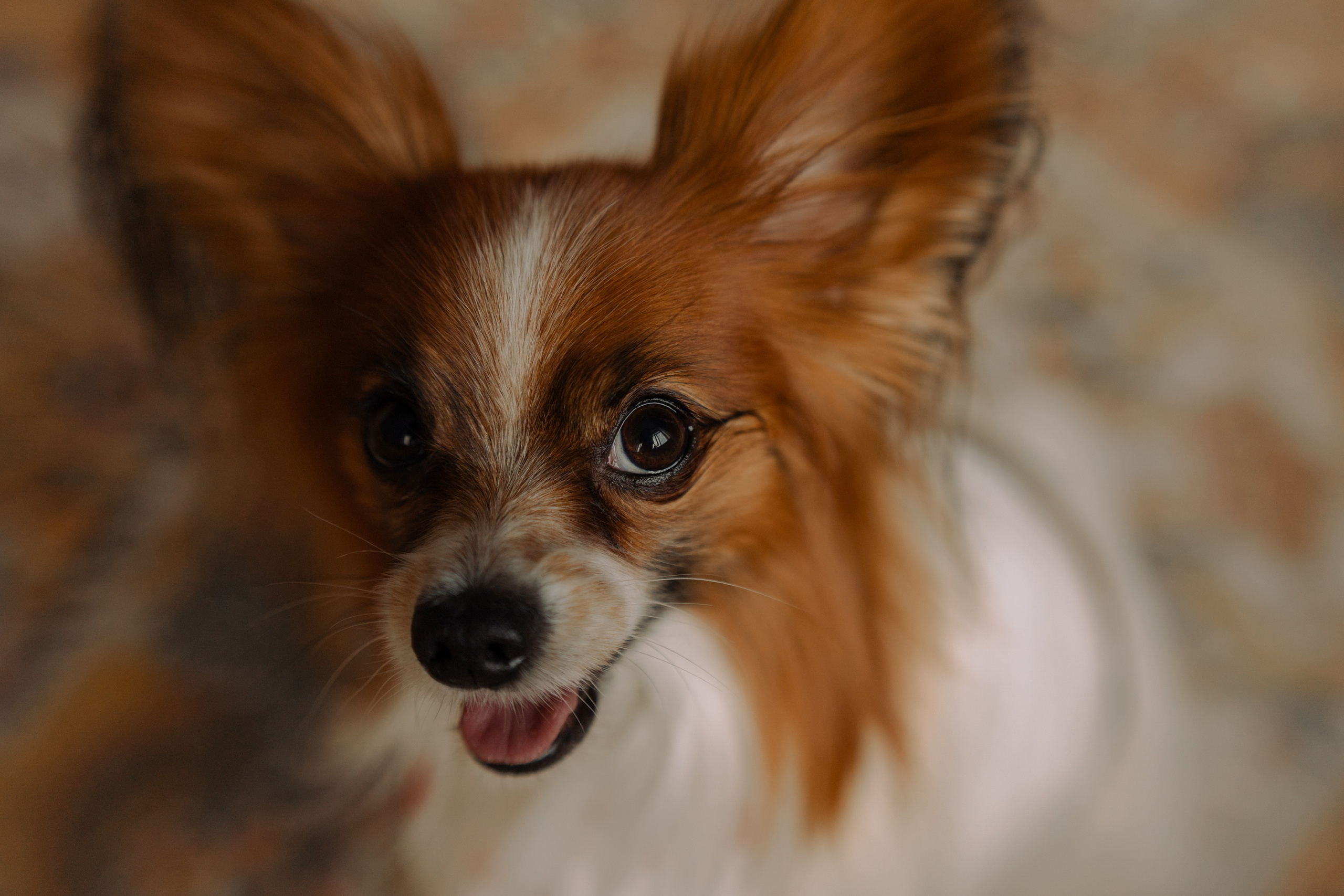 Женя и Брю. Фотограф — Анималист | Санкт-Петербург