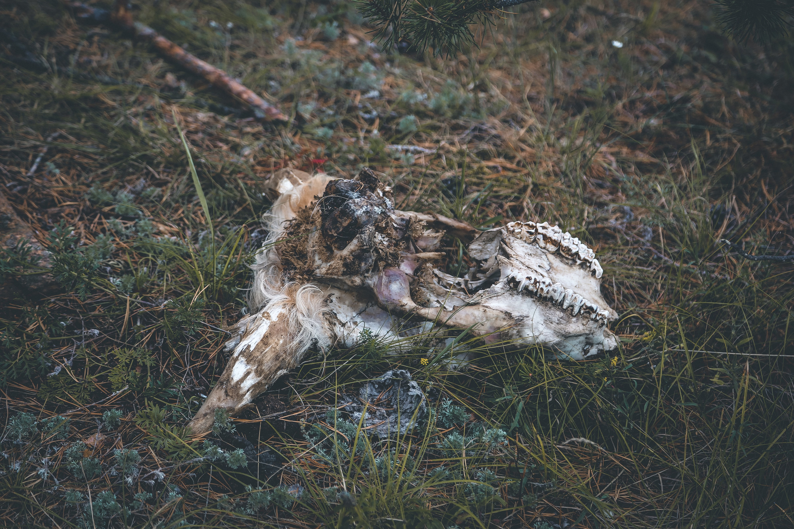 Байкал летний: легенды и святыни. Дарья Письменюк / Darya Leitstern — фотограф, музыкант, журналист, путешественник