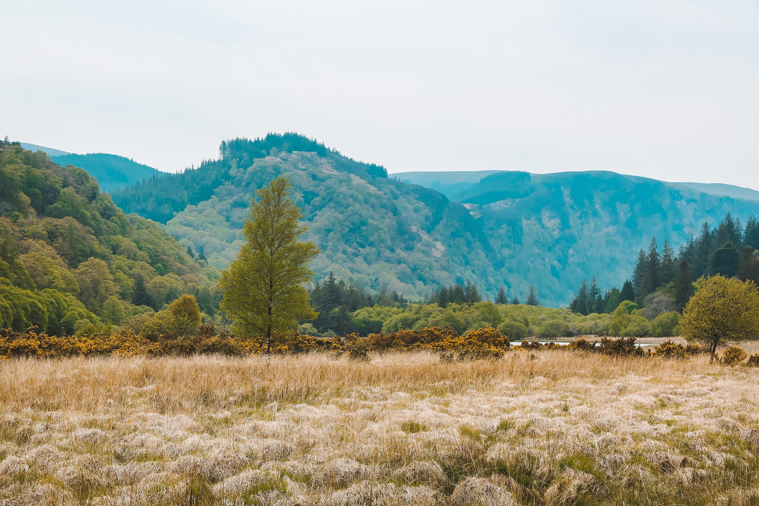Ирландия: Горы Уиклоу. Дарья Письменюк / Darya Leitstern — фотограф, музыкант, журналист, путешественник