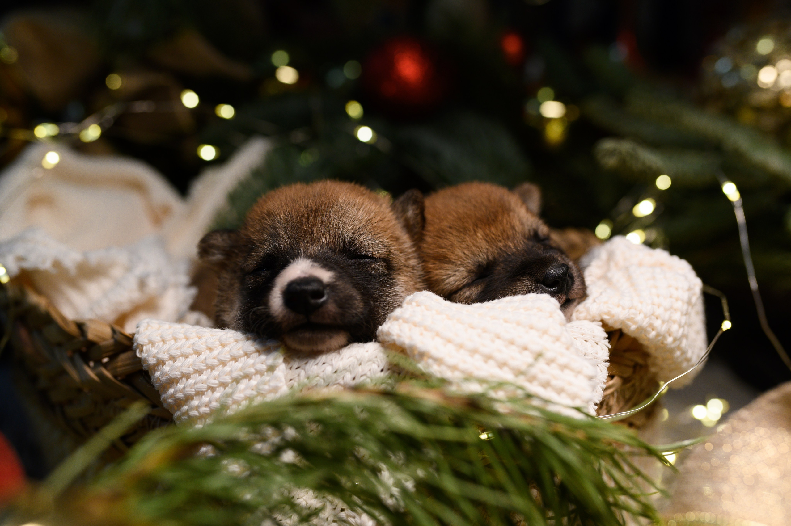 Мамесиба. Фотограф анималист в Москве Ольга Агушева