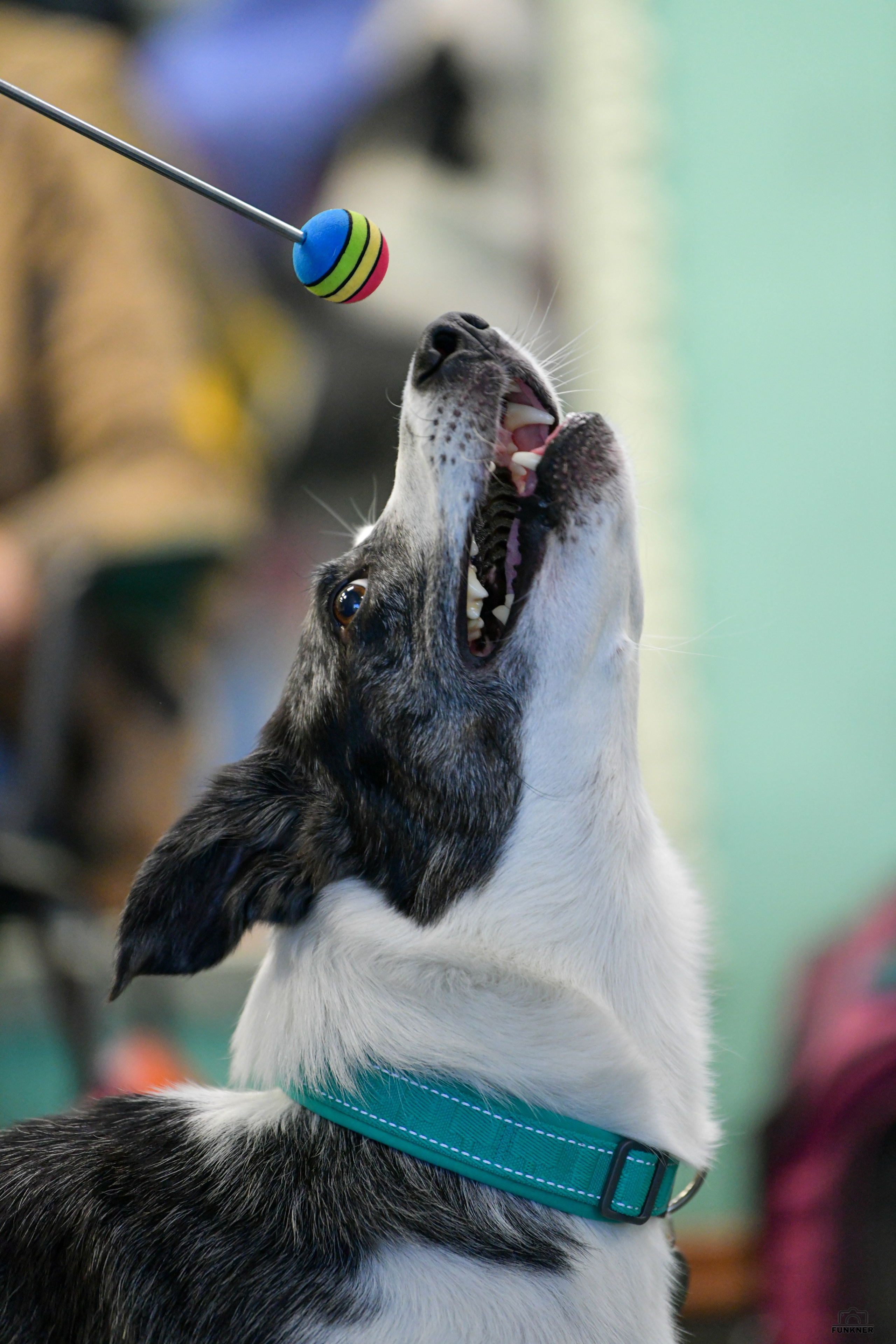 Кинологический клуб «Бодрый хвост». Свой взгляд через объектив