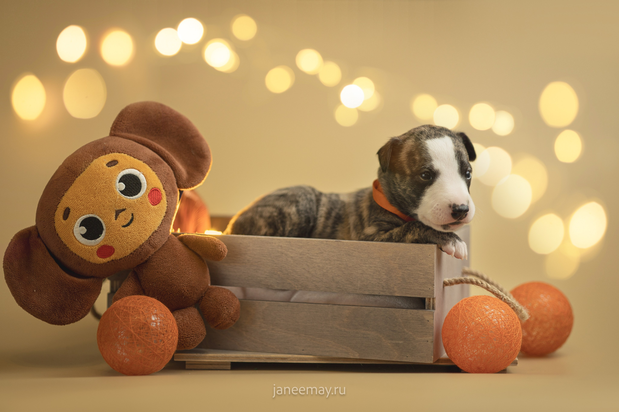 Малыши уиппеты Великбековых. Фотограф анималист в Москве Майорова Евгения