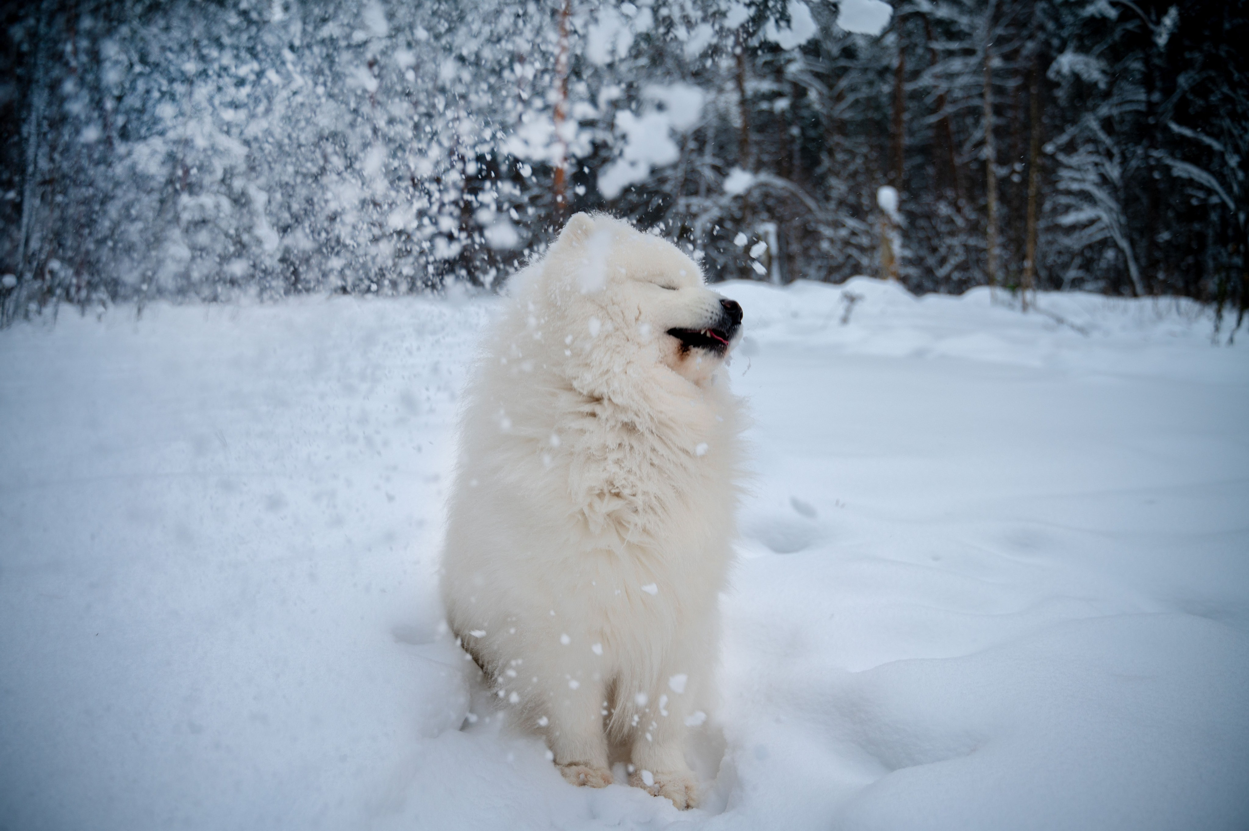Прогулка с собакой. Зима, лес, Москва. Vadim Nevenglovskii Фотограф в разных жанрах