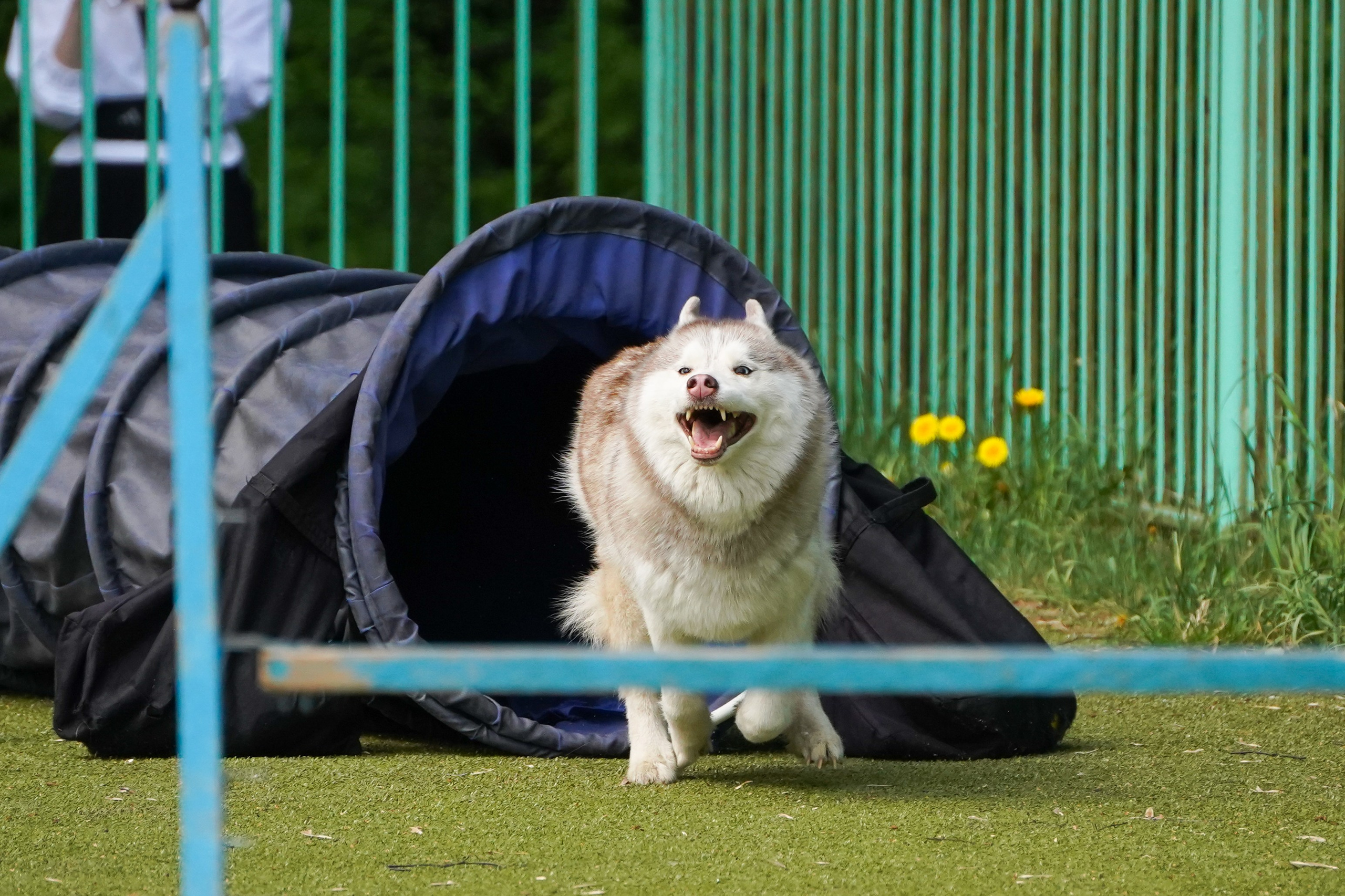 Аджилити 25.05.24, Санкт-Петербург. Фотограф-анималист Анастасия Большакова