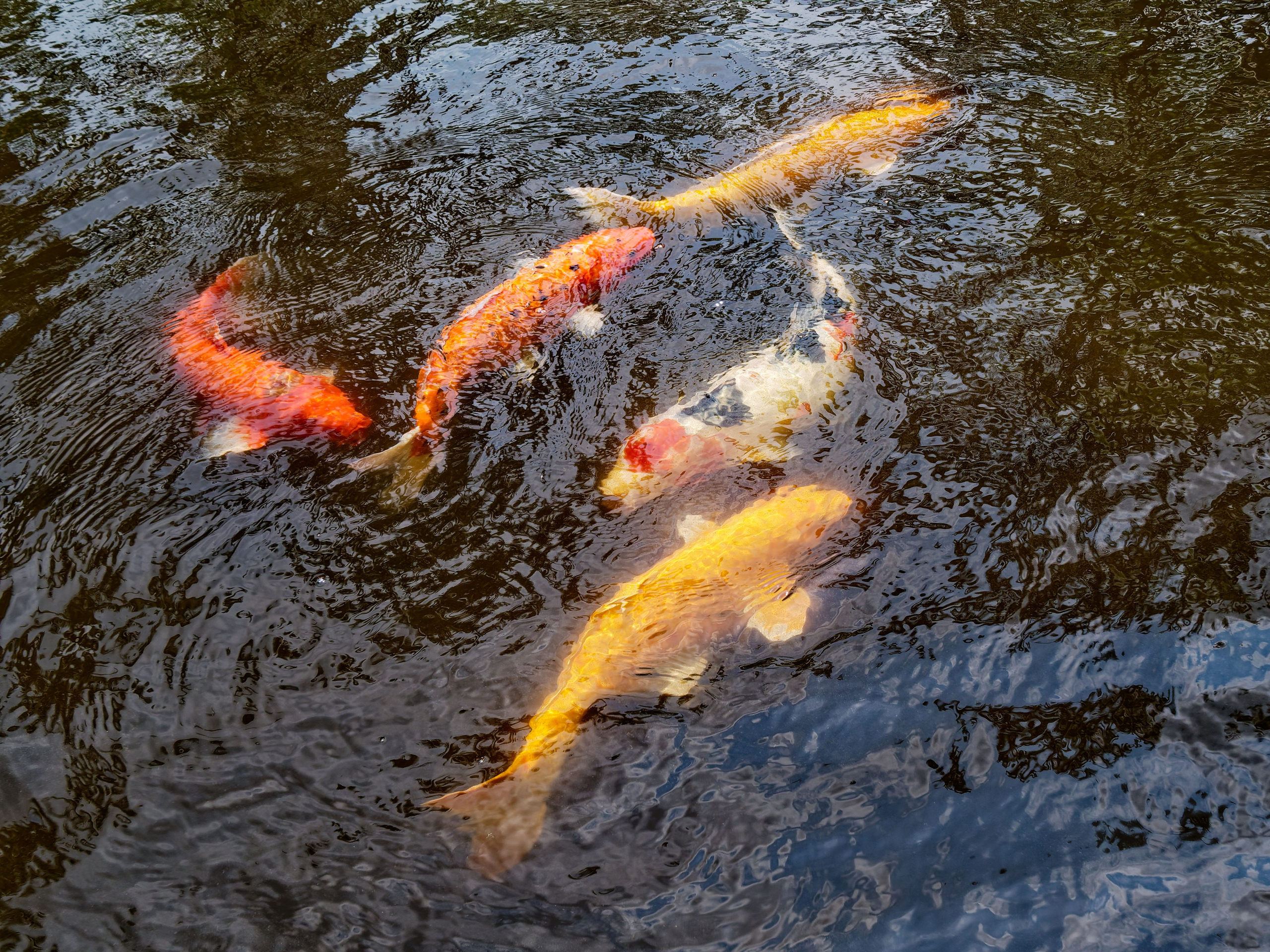 Хайнань 2026, Золотые рыбки в реке отеля. Фотопрогулки по Миру