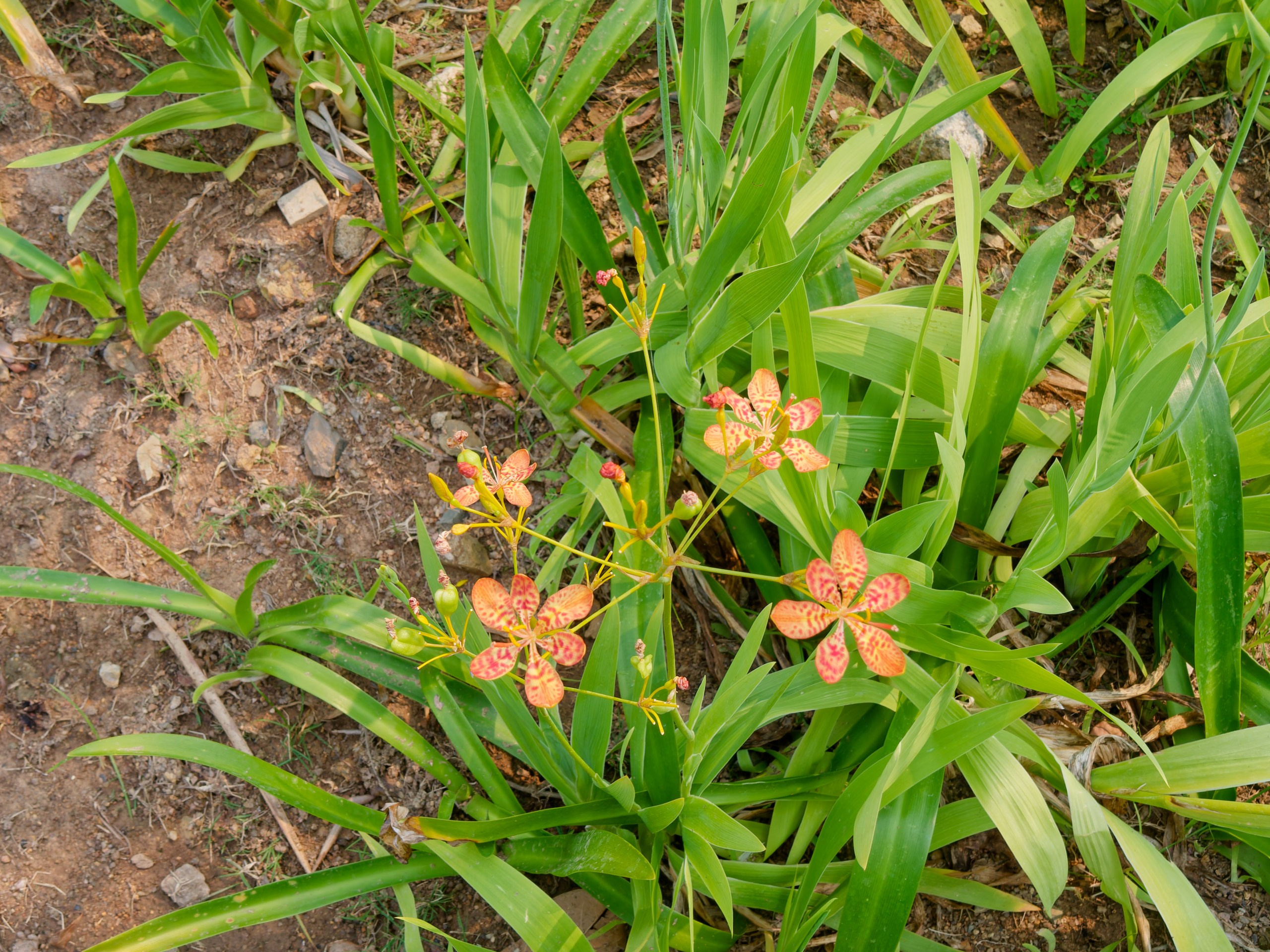 Хайнань 2026, флора, цветы и деревья. Фотопрогулки по Миру