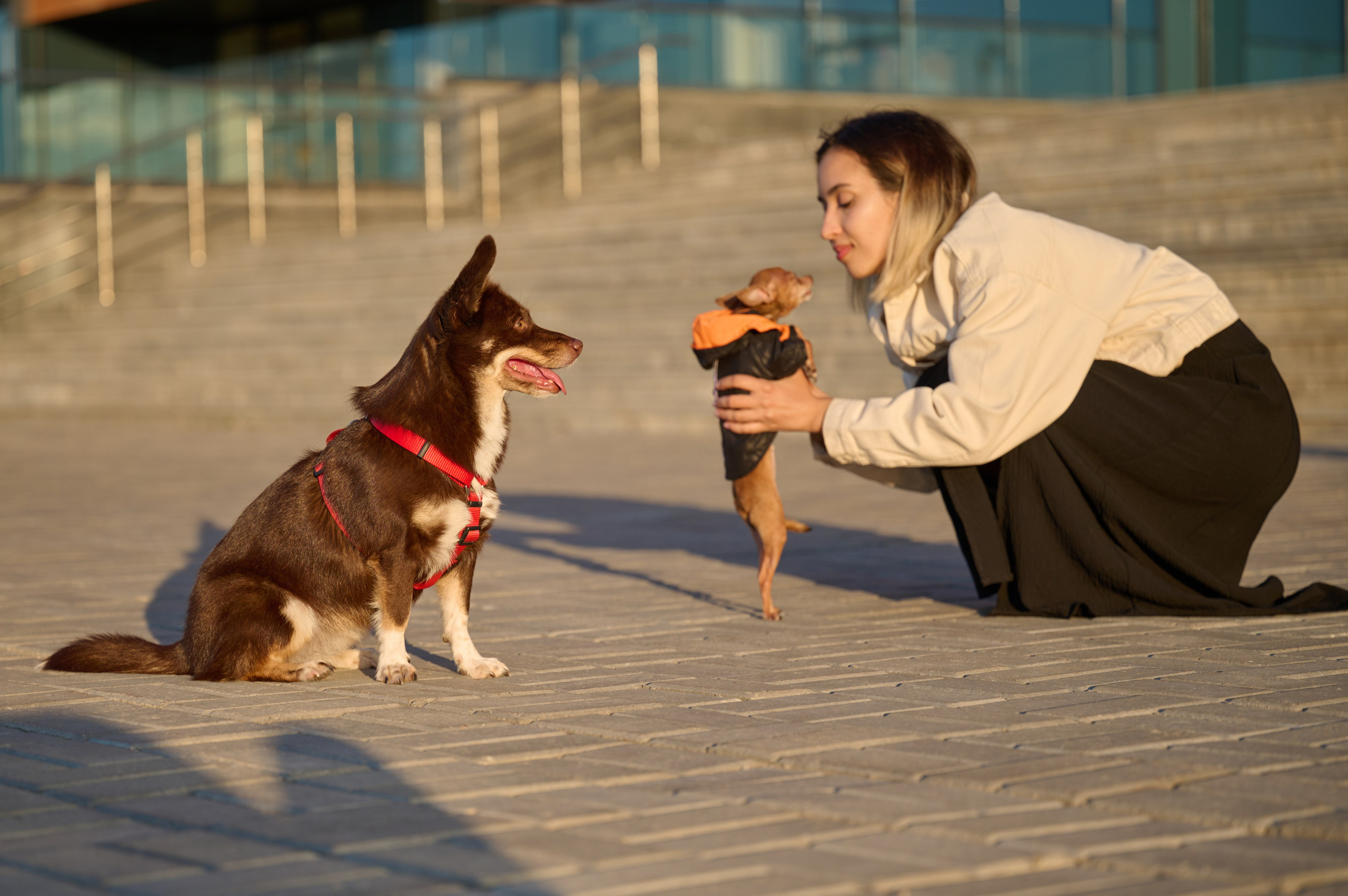 Ренита и Егор с Фокси и Пени. Фотограф анималист в Казани Алина Сулейманова. Фотограф животных