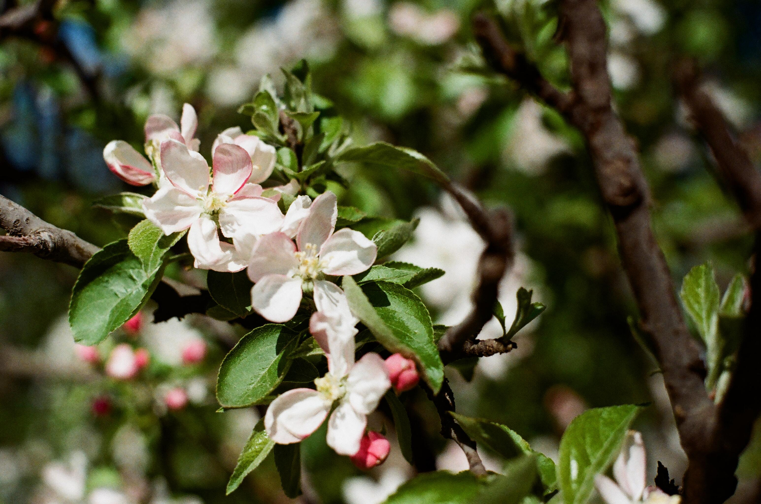 Картинки. Сандра Ковалева | ЧБ фотограф