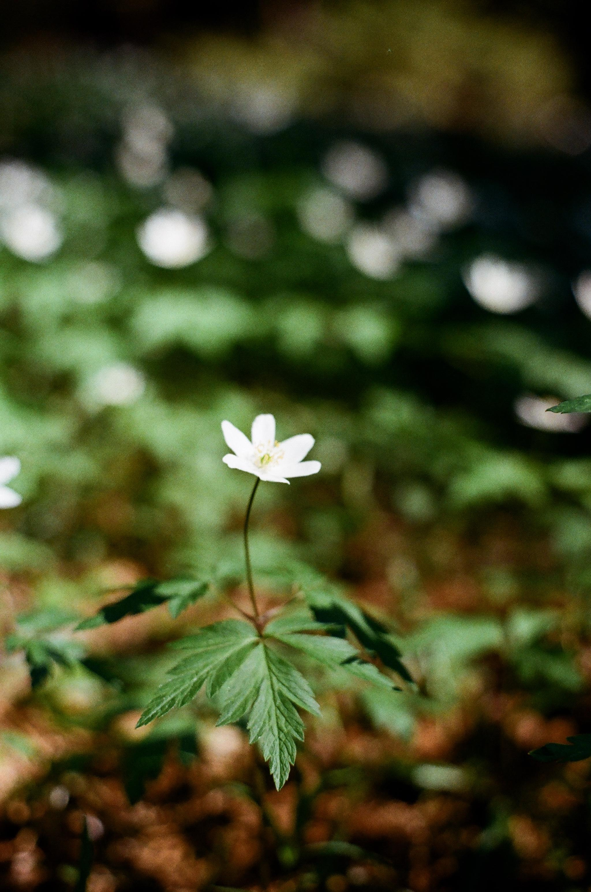 Картинки. Сандра Ковалева | ЧБ фотограф