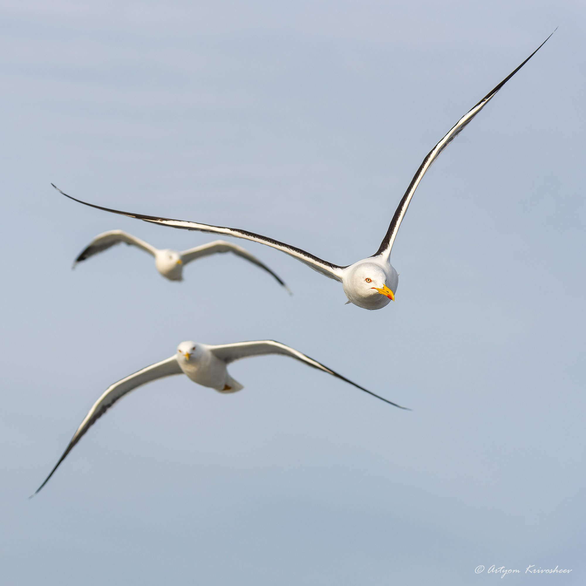 Фотоохота. Фотограф и путешественник Артём Кривошеев